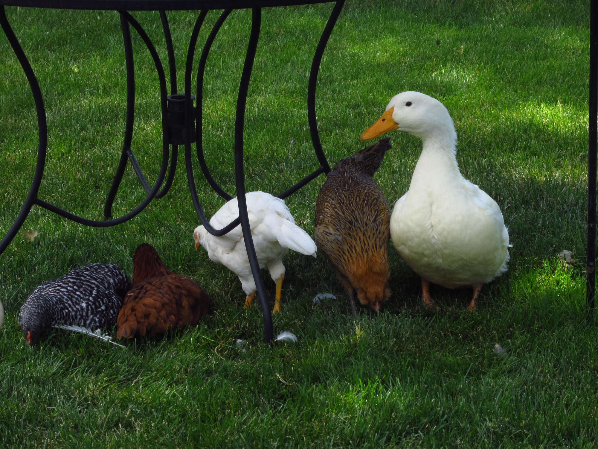 TO BROOD OR NOT TO BROOD Baby Ducks and Chicks Together BackYard