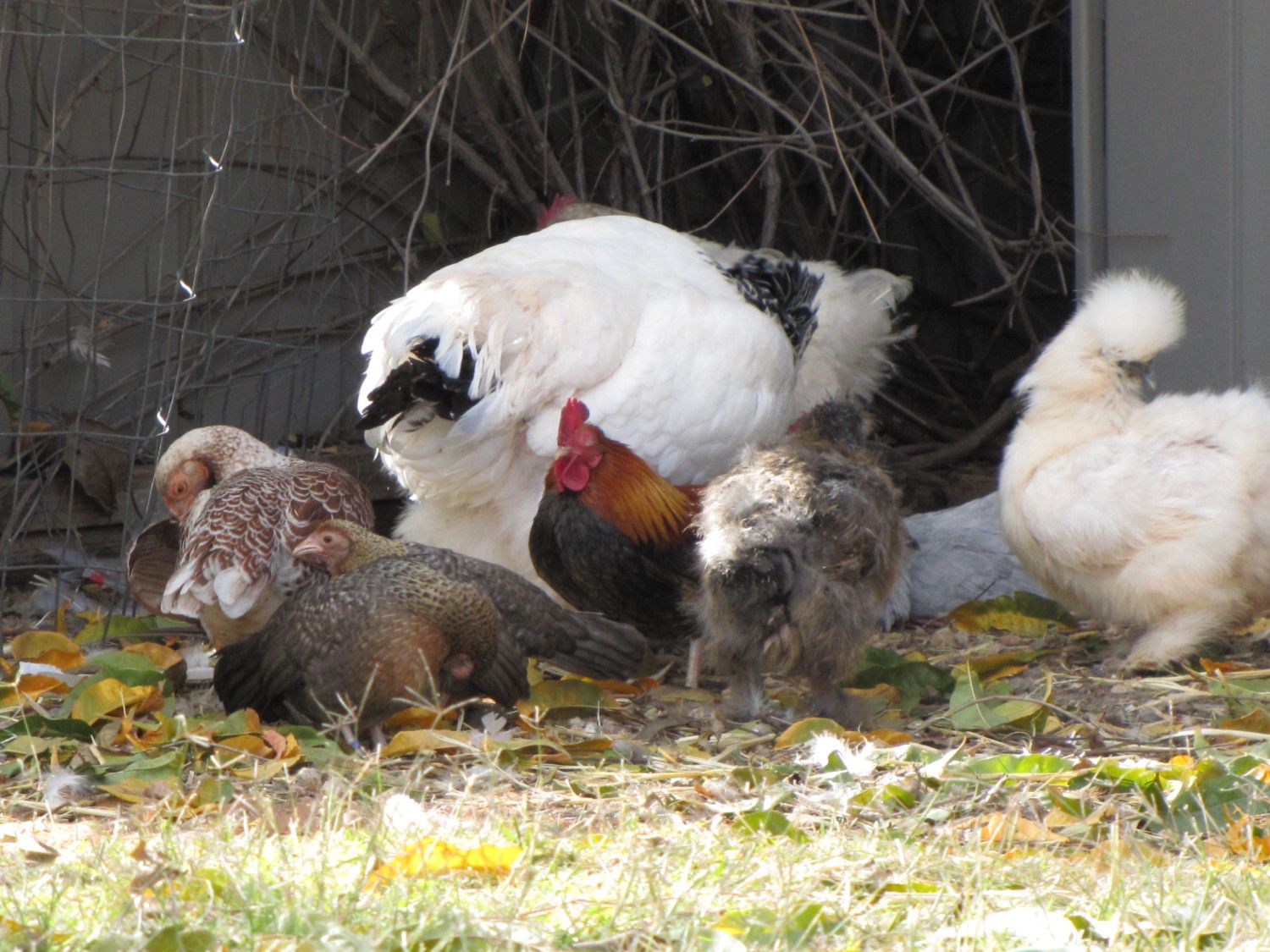 Totem Talk Chicken Pecking Order How Where When Why BackYard Chickens