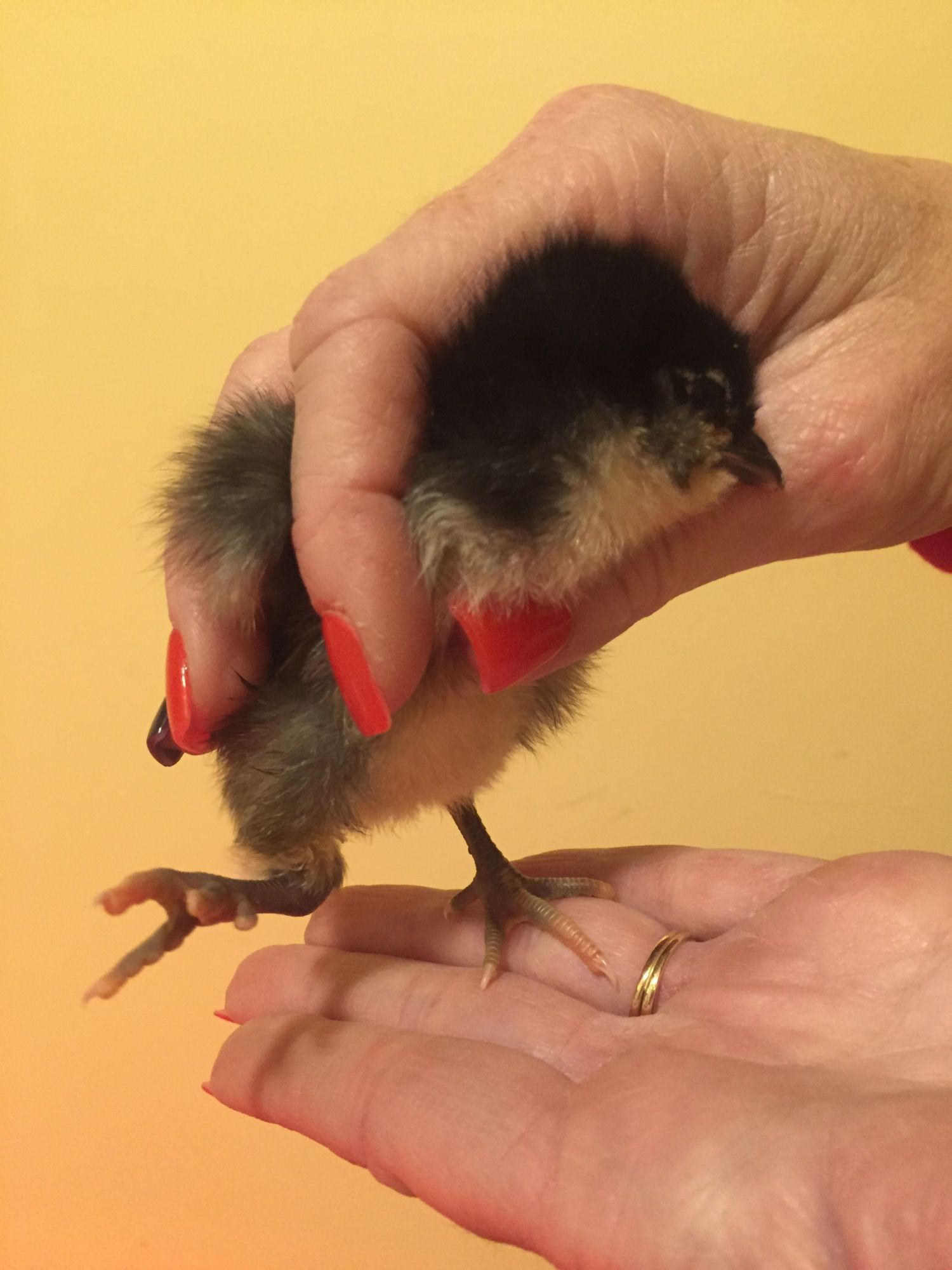 Treating a Chick with a Slipped Tendon One Chick’s Story BackYard Chickens Learn How to