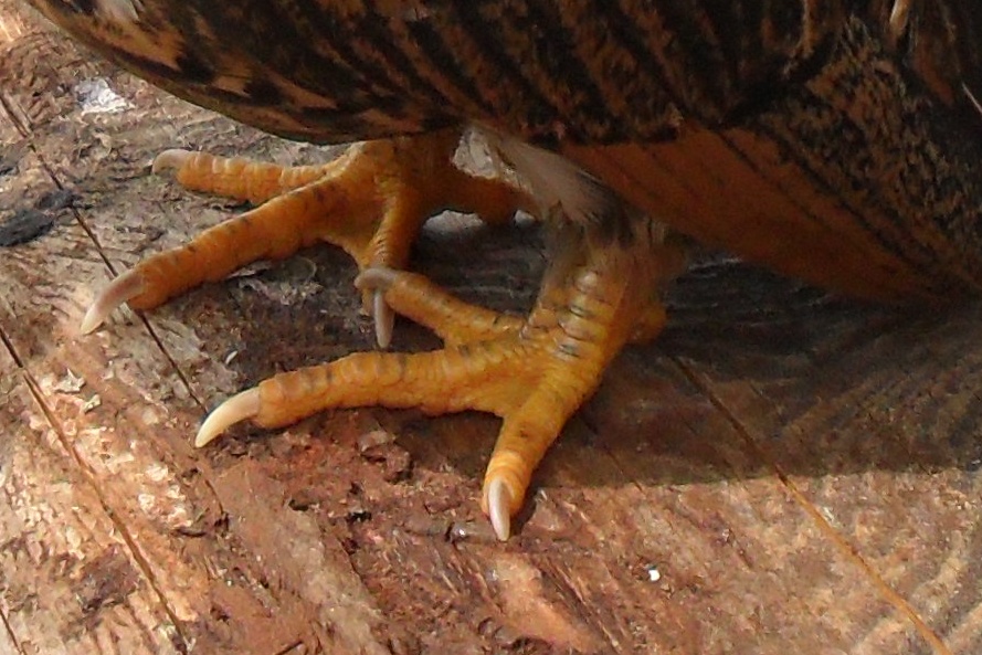 Trimming Your Chicken's Nails Tutorial BackYard Chickens Learn
