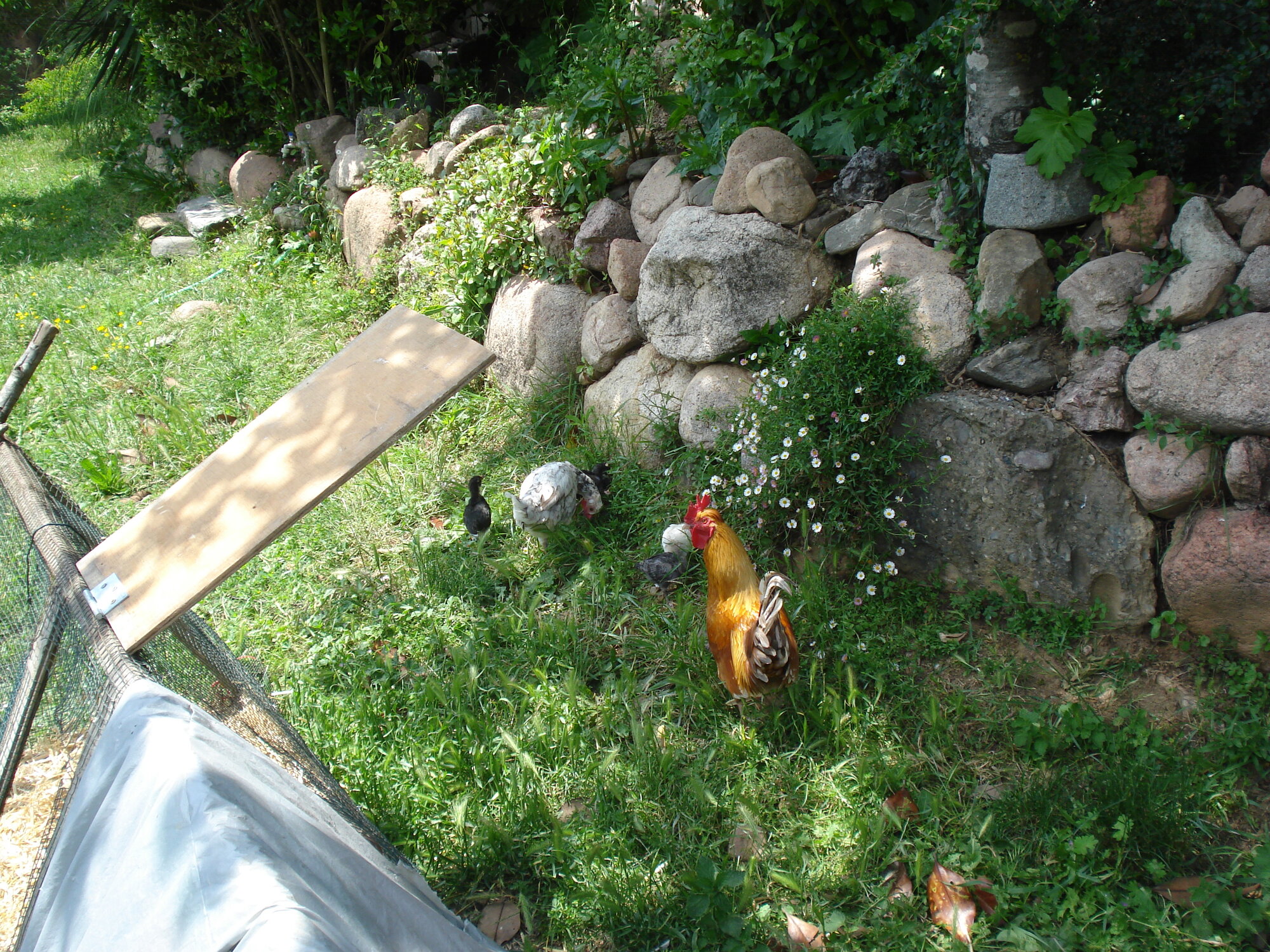 Understanding Your Rooster. BackYard Chickens Learn How to Raise