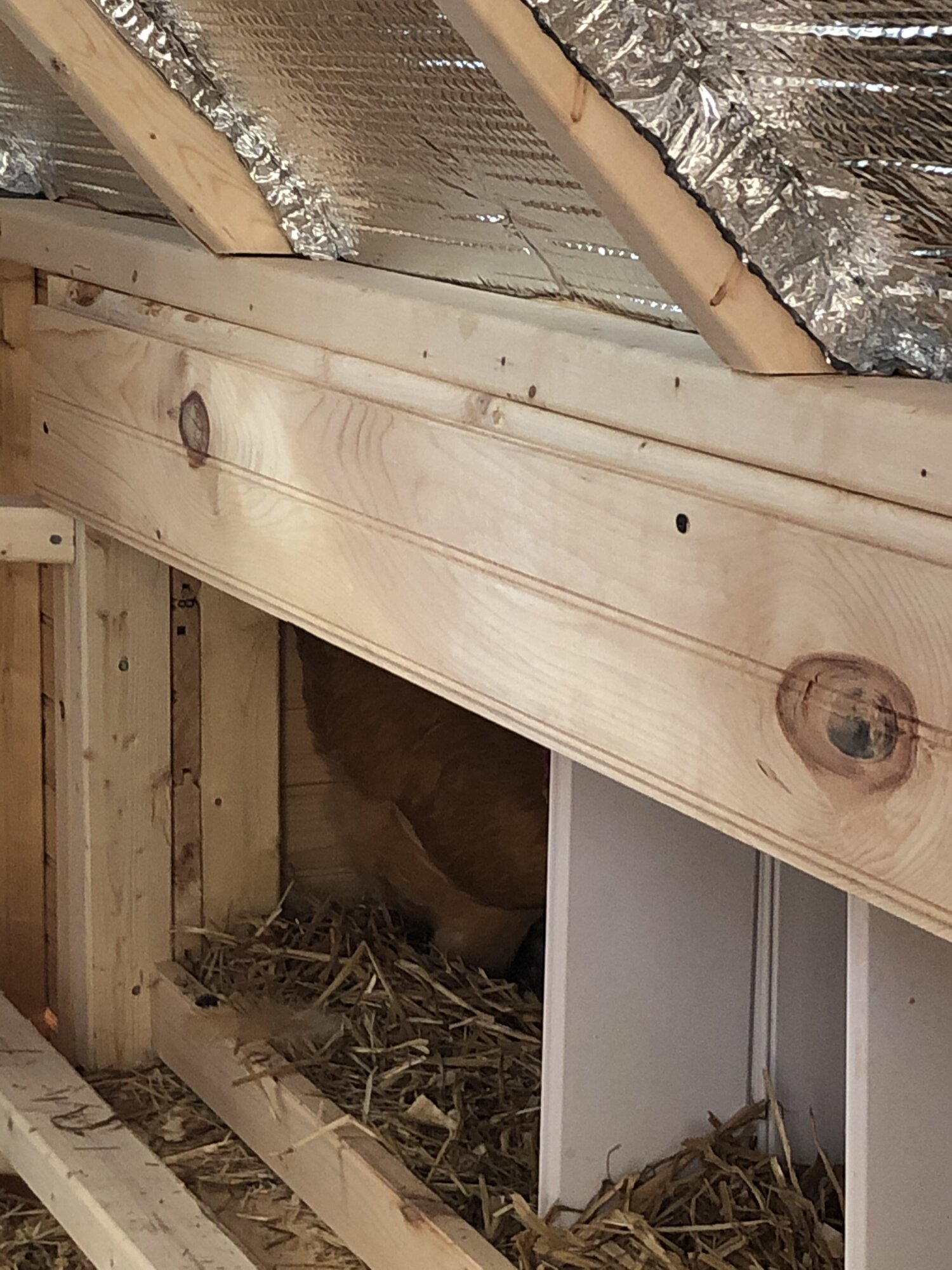 Ventilation BackYard Chickens Learn How to Raise Chickens