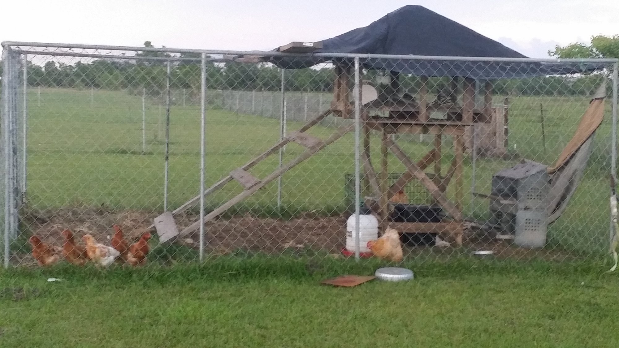 Would this be considered an open air coop? BackYard Chickens Learn