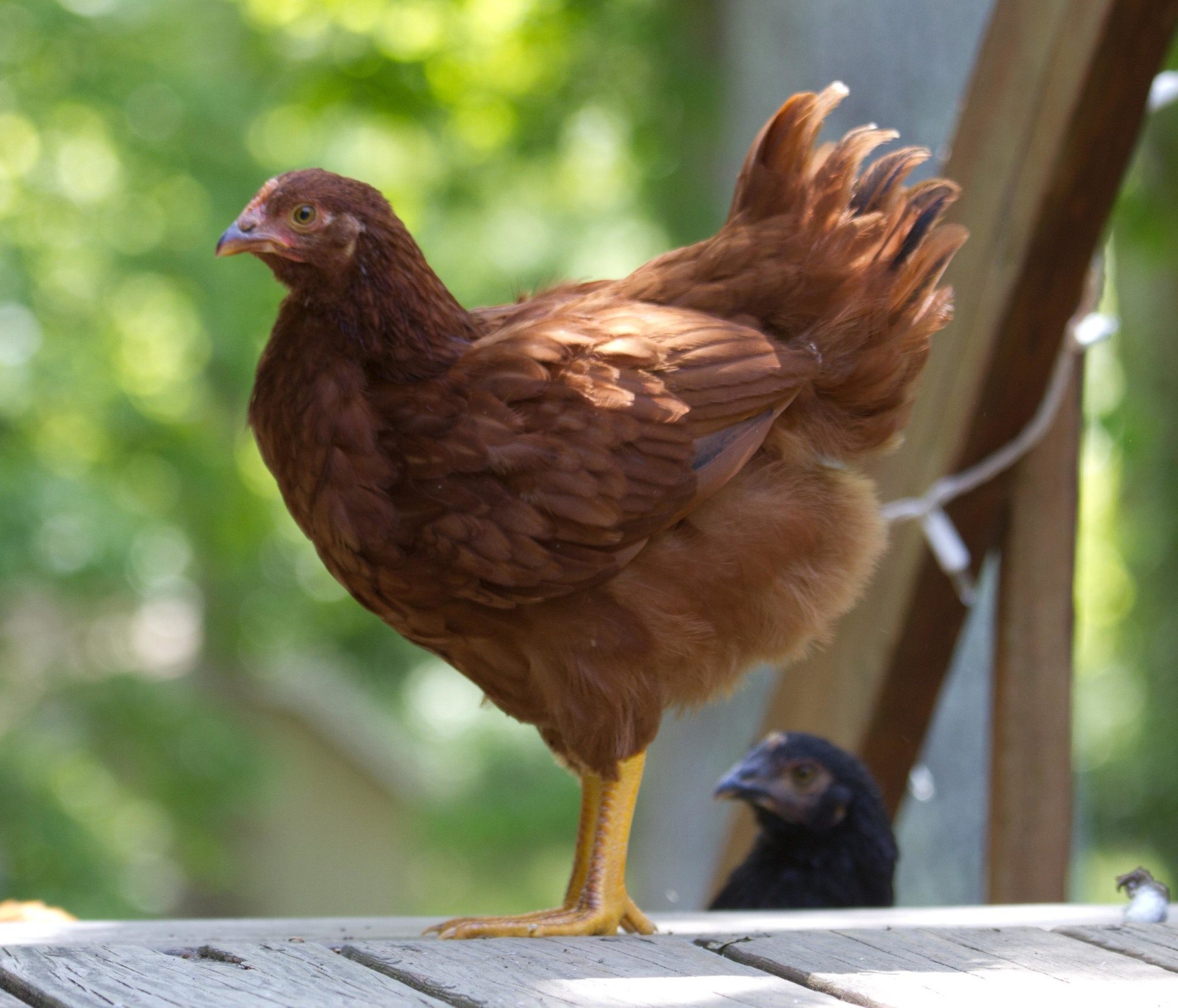 10 weeks old | BackYard Chickens - Learn How to Raise Chickens