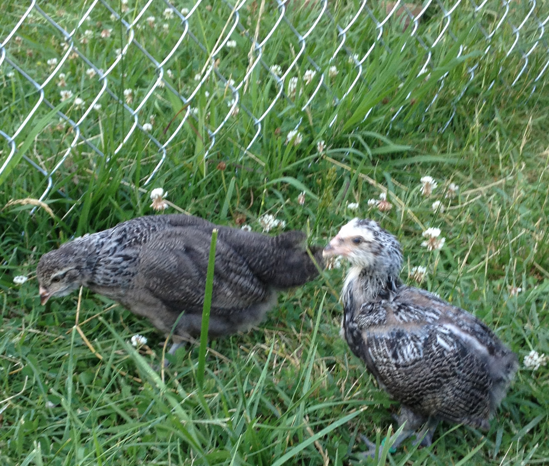 4 week olds BackYard Chickens Learn How to Raise Chickens