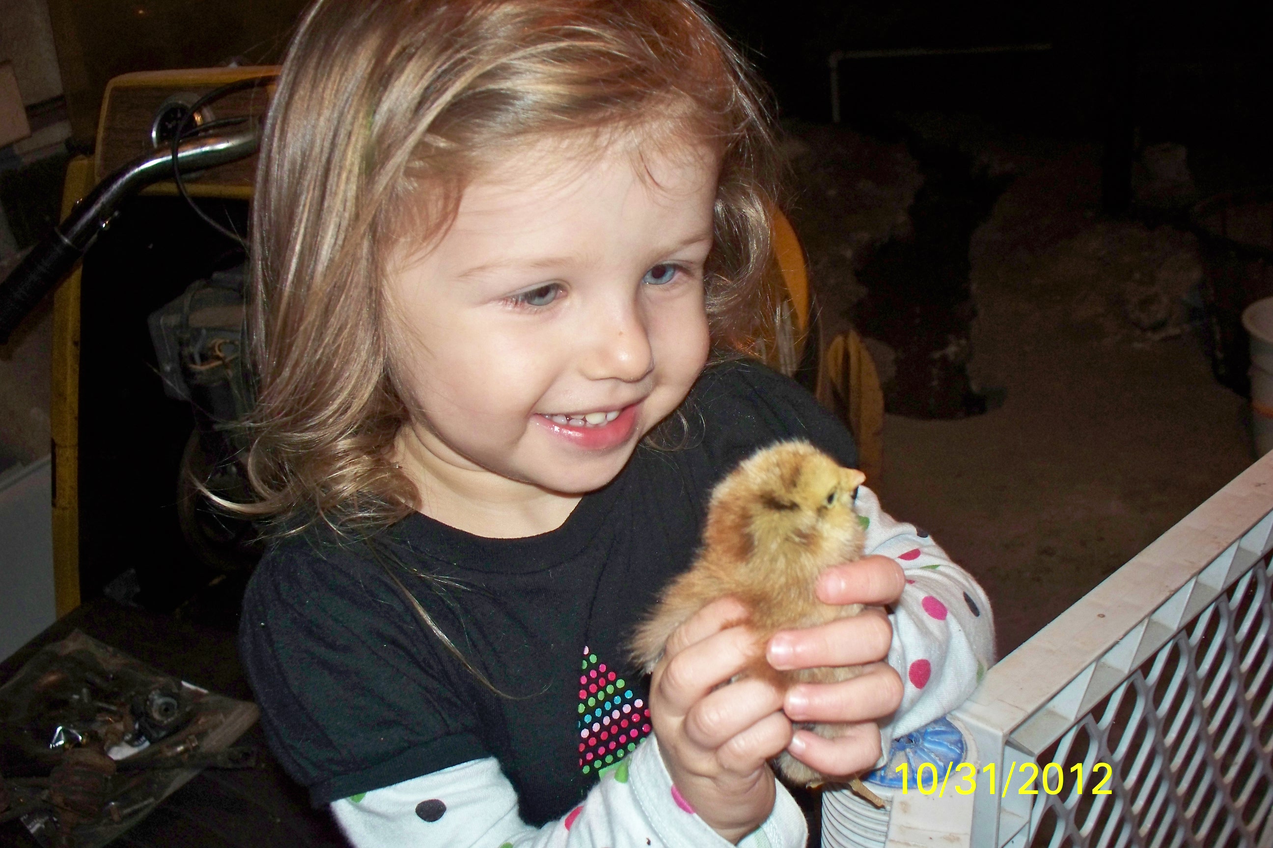 BackYard Chickens Learn How to Raise Chickens