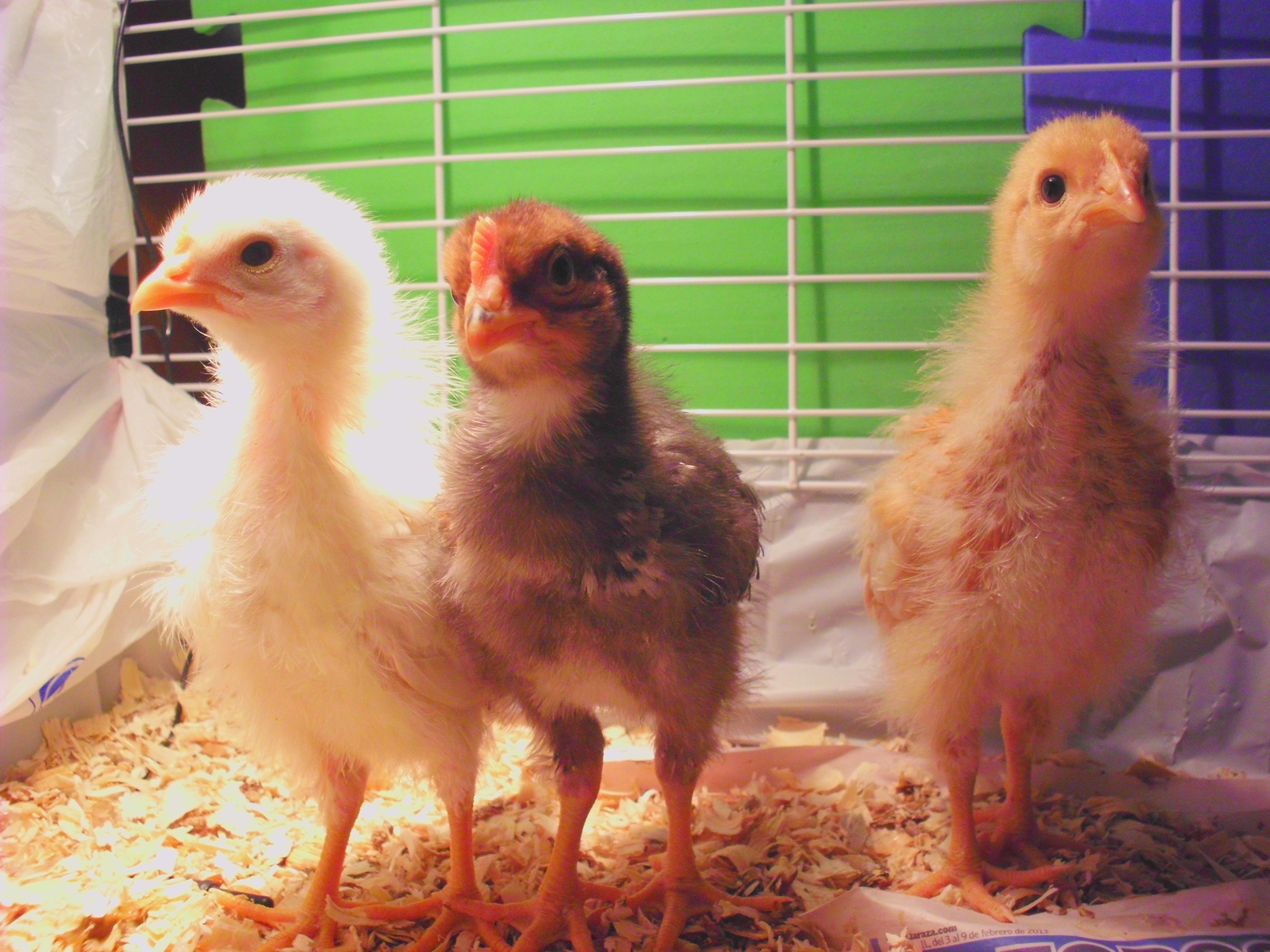 BackYard Chickens Learn How to Raise Chickens