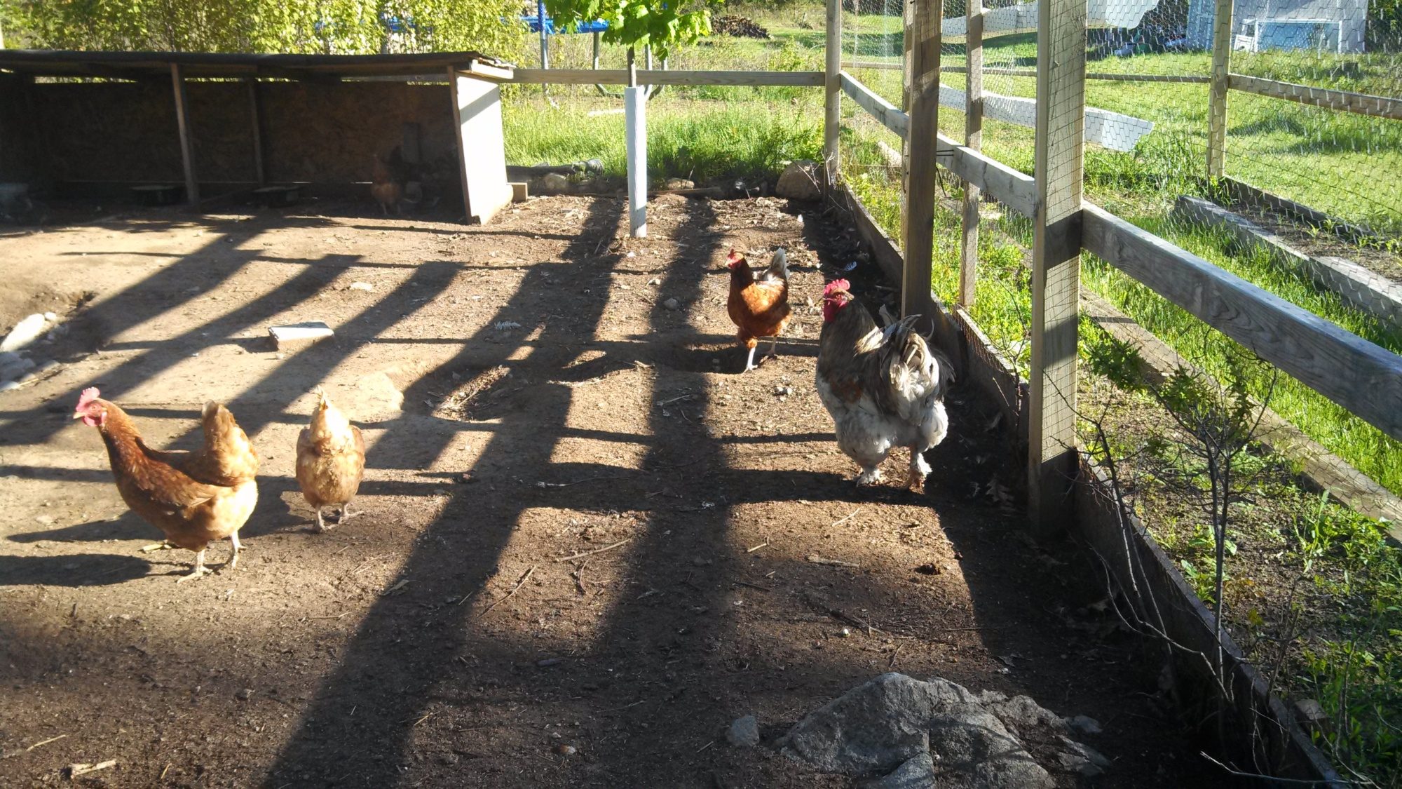 BackYard Chickens Learn How to Raise Chickens