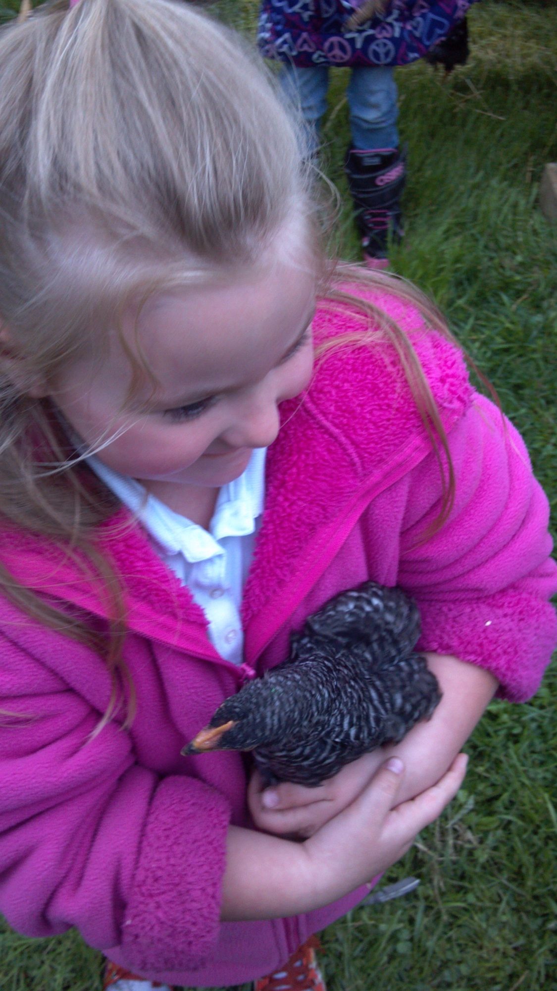 BackYard Chickens Learn How to Raise Chickens