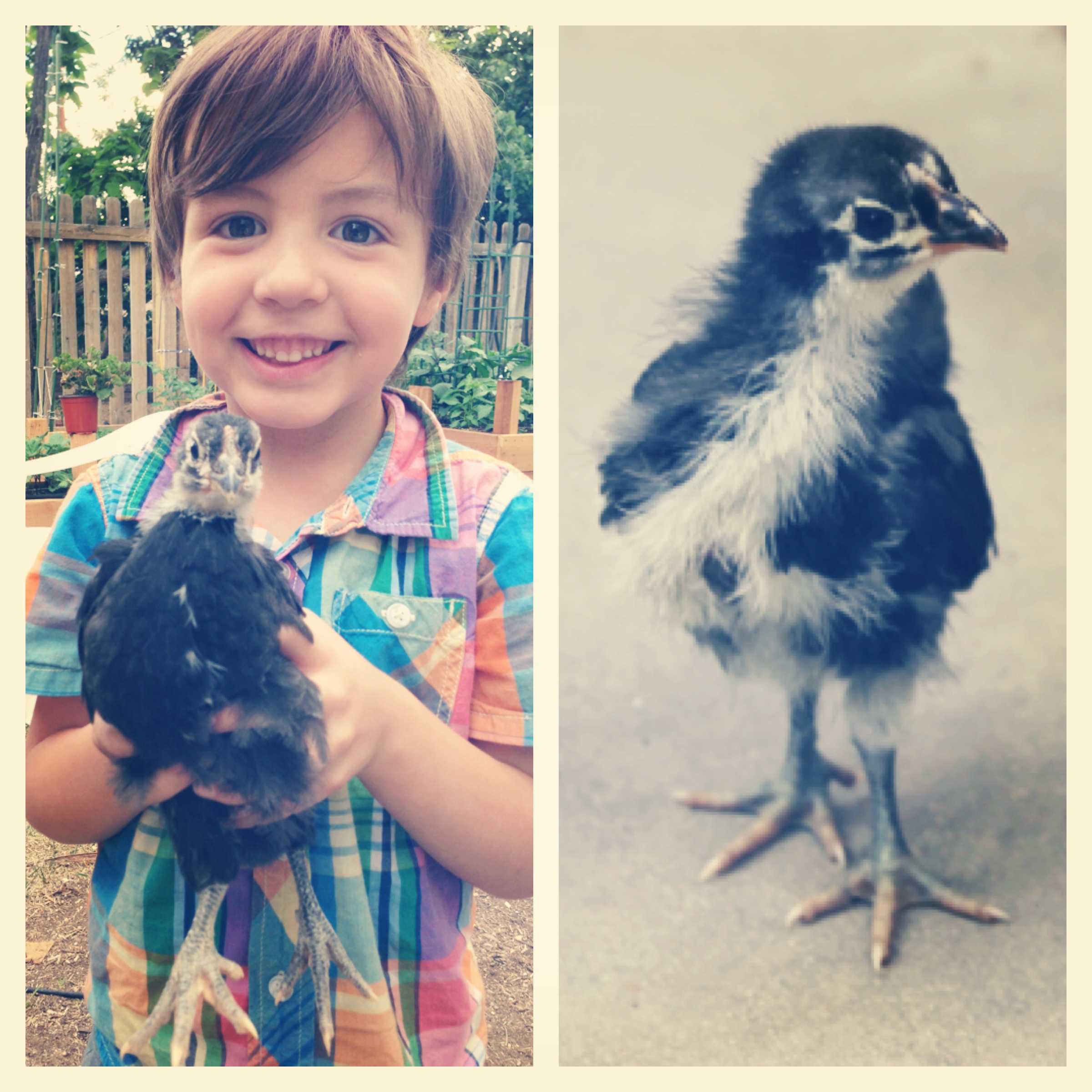 BackYard Chickens Learn How to Raise Chickens