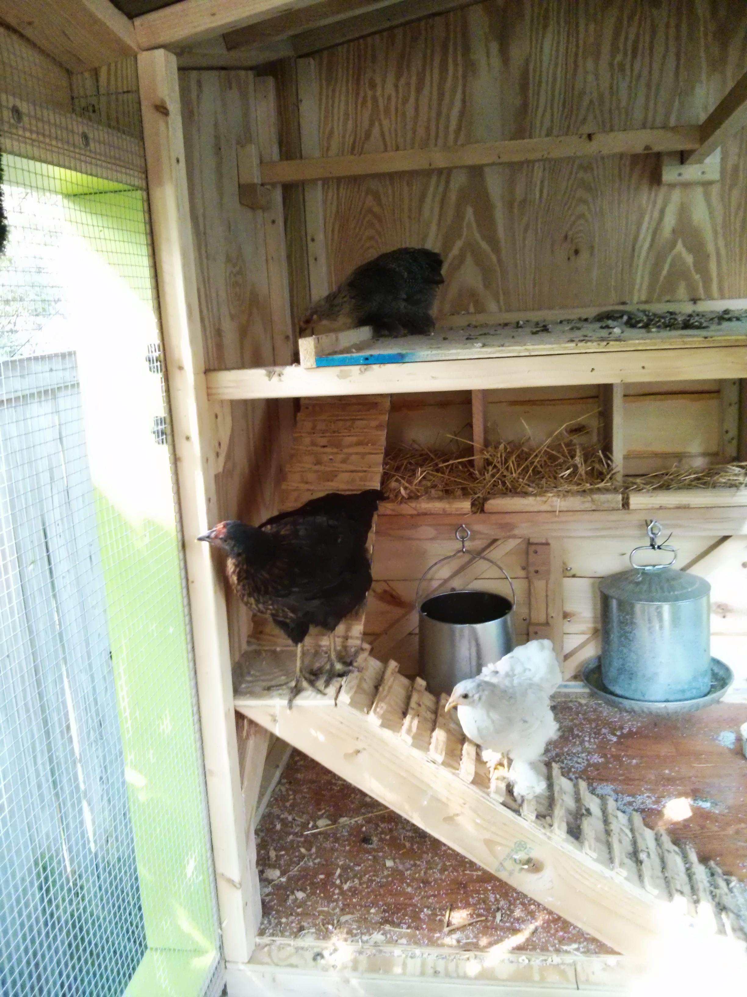 BackYard Chickens Learn How to Raise Chickens