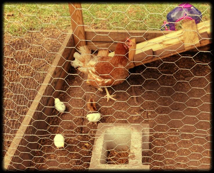 BackYard Chickens Learn How to Raise Chickens