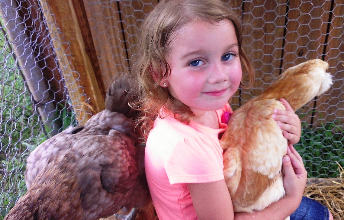 BackYard Chickens Learn How to Raise Chickens