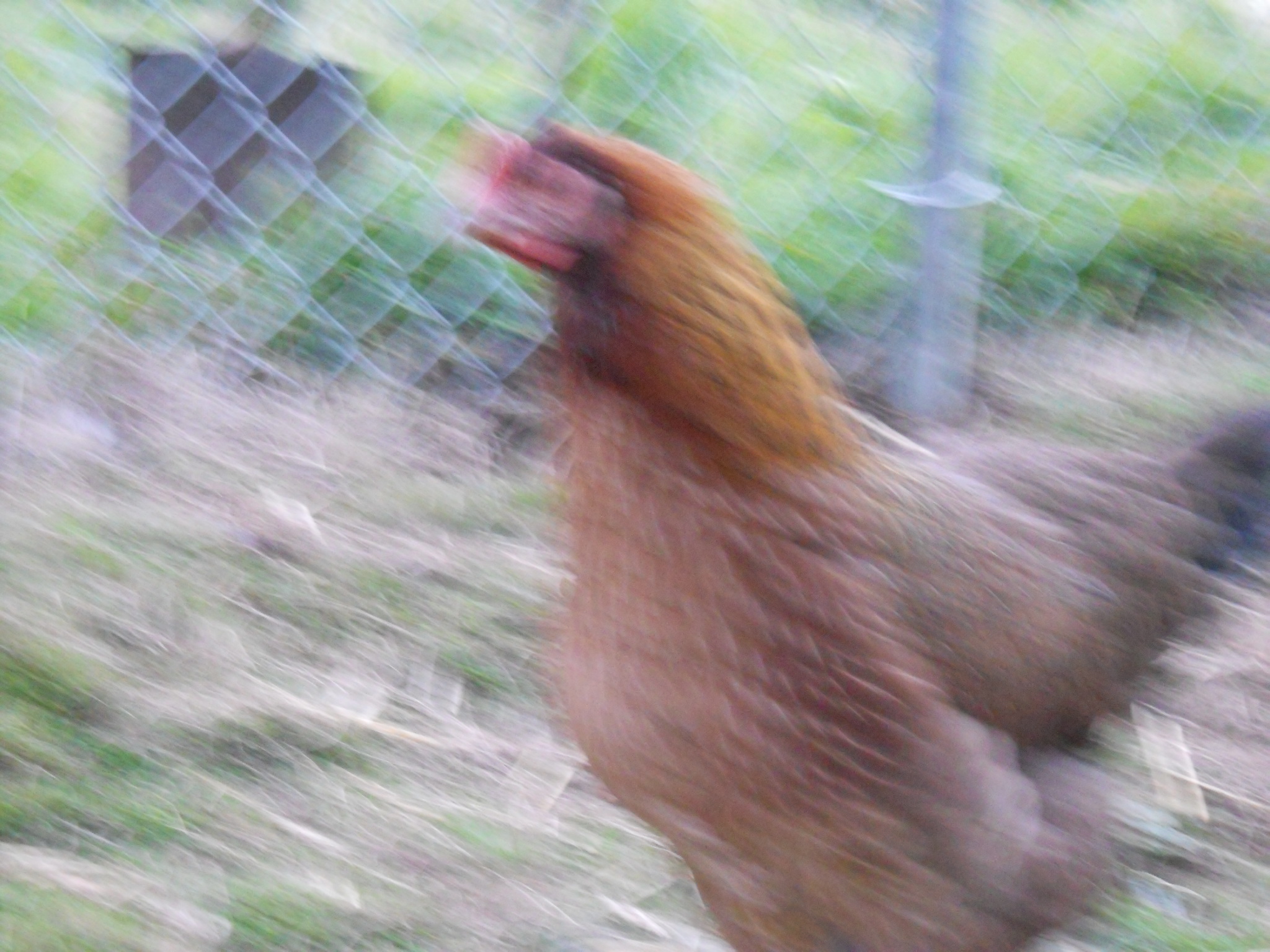 BackYard Chickens Learn How to Raise Chickens