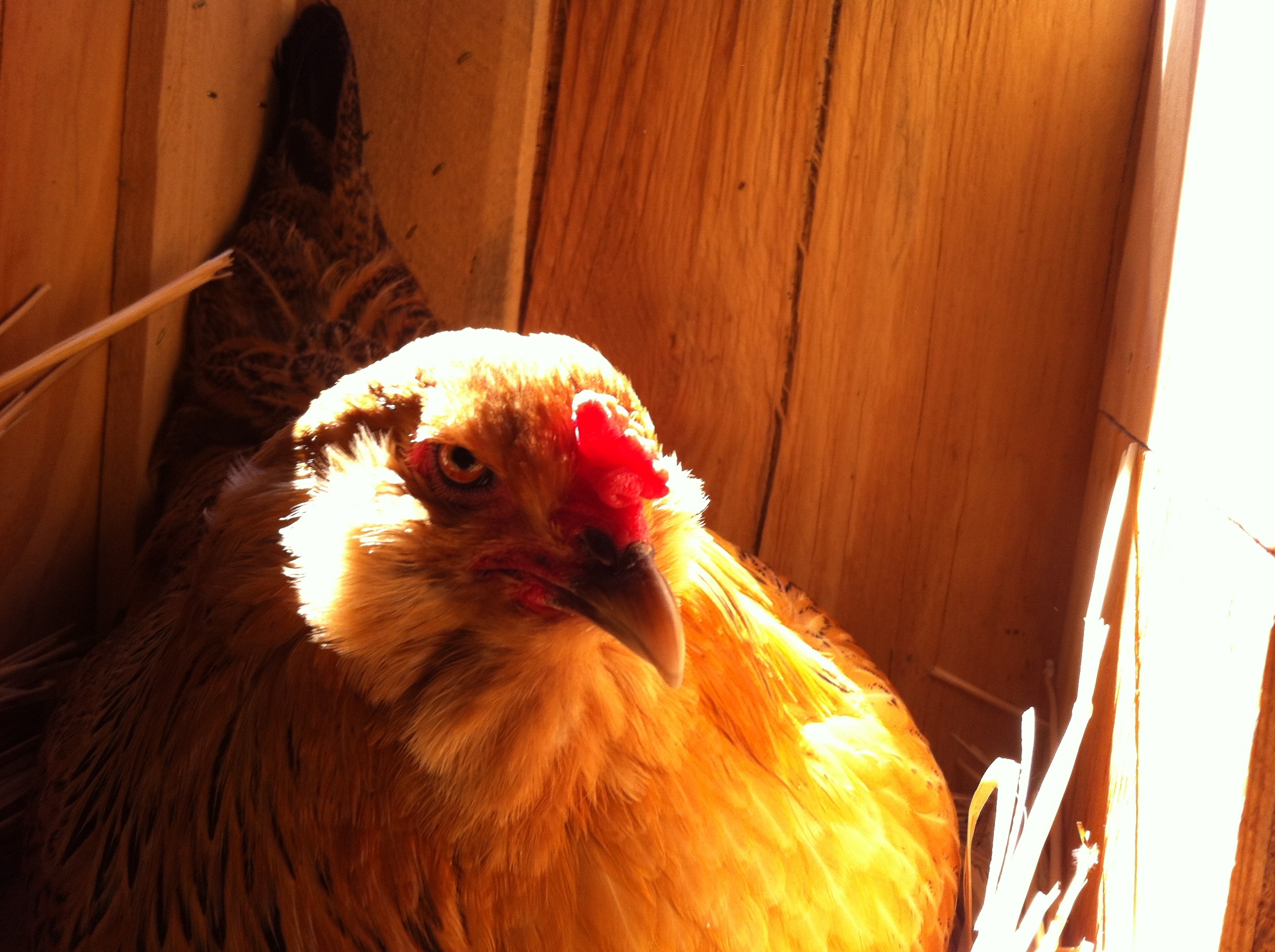 BackYard Chickens Learn How to Raise Chickens