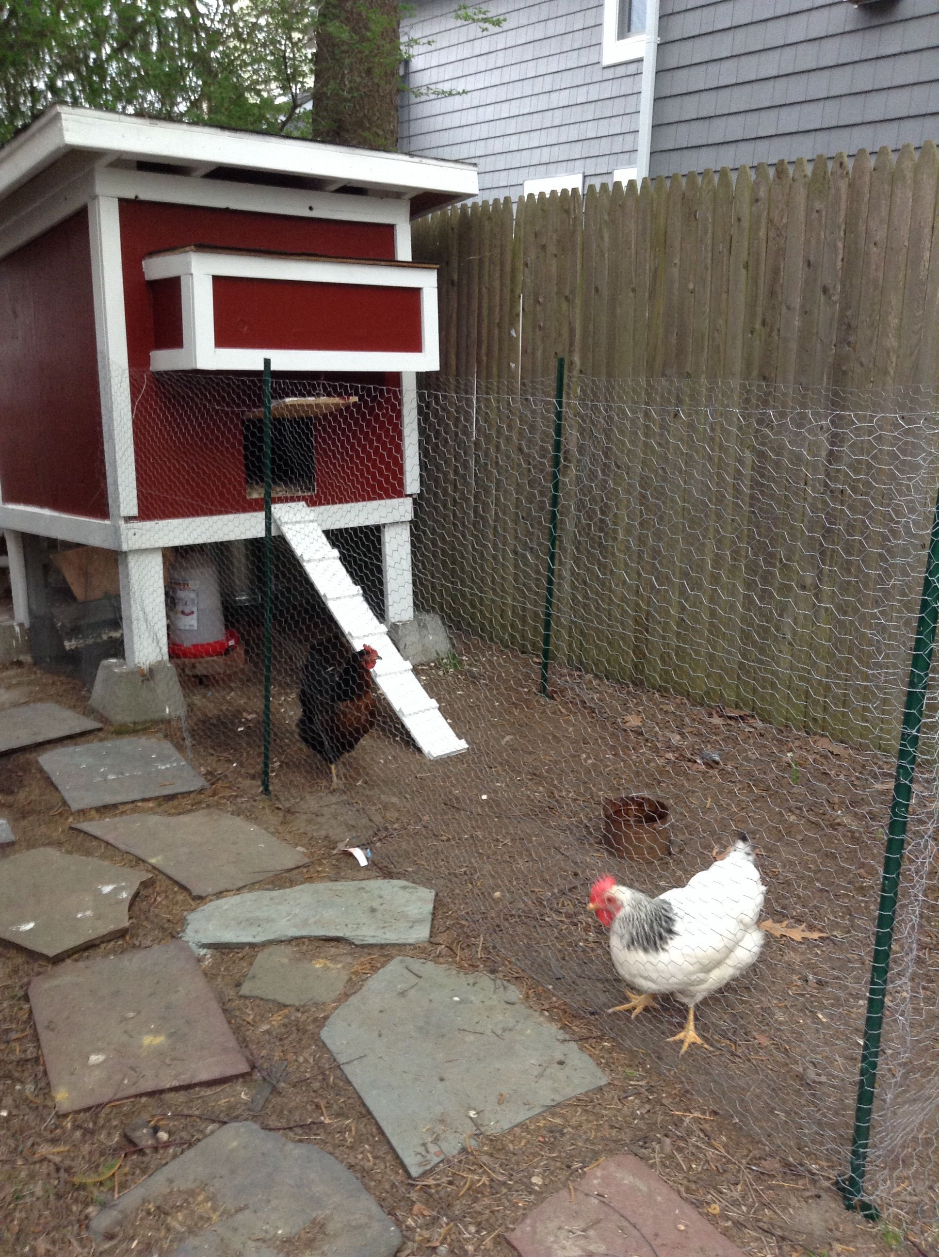 BackYard Chickens Learn How to Raise Chickens