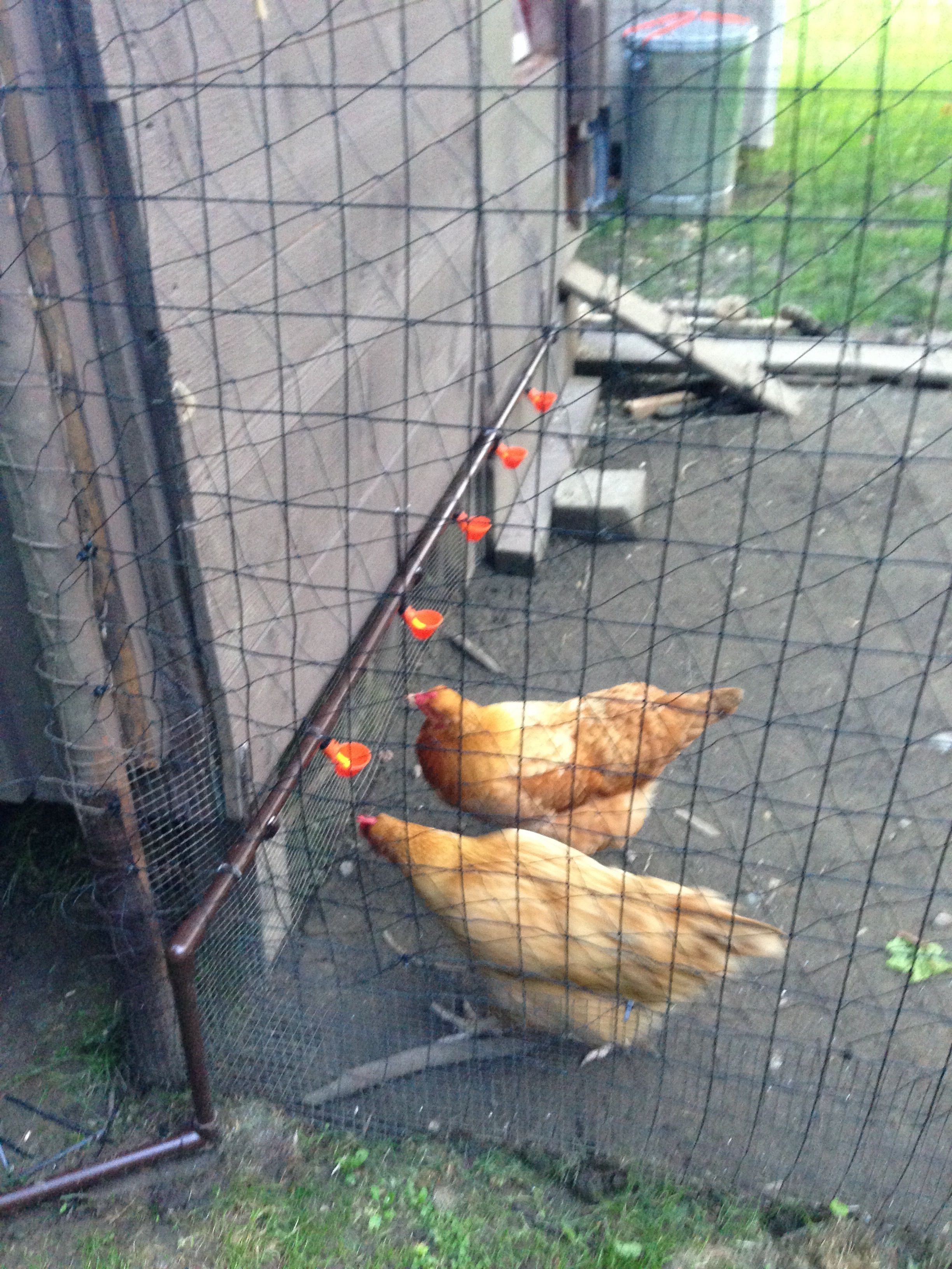 BackYard Chickens Learn How to Raise Chickens