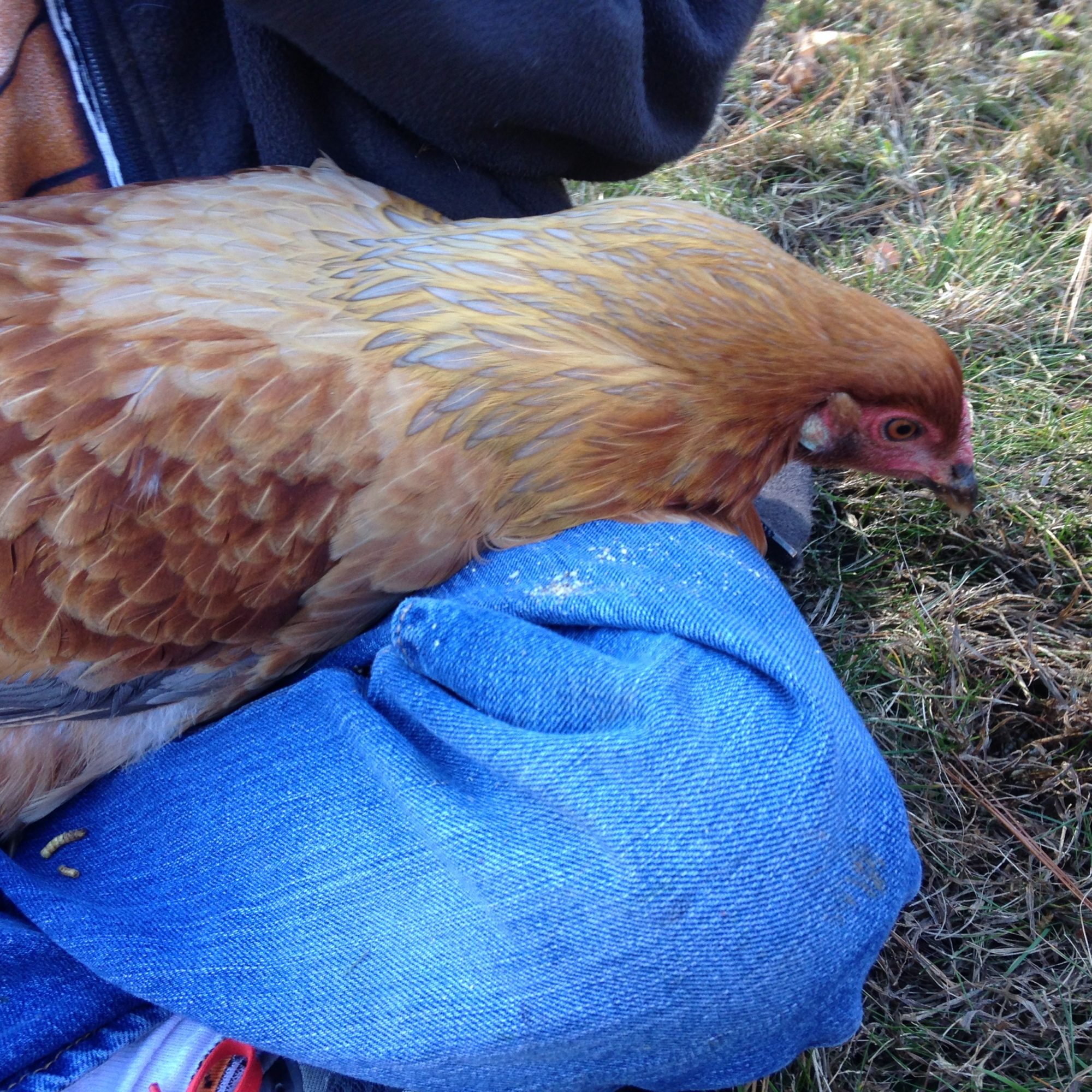 BackYard Chickens Learn How to Raise Chickens