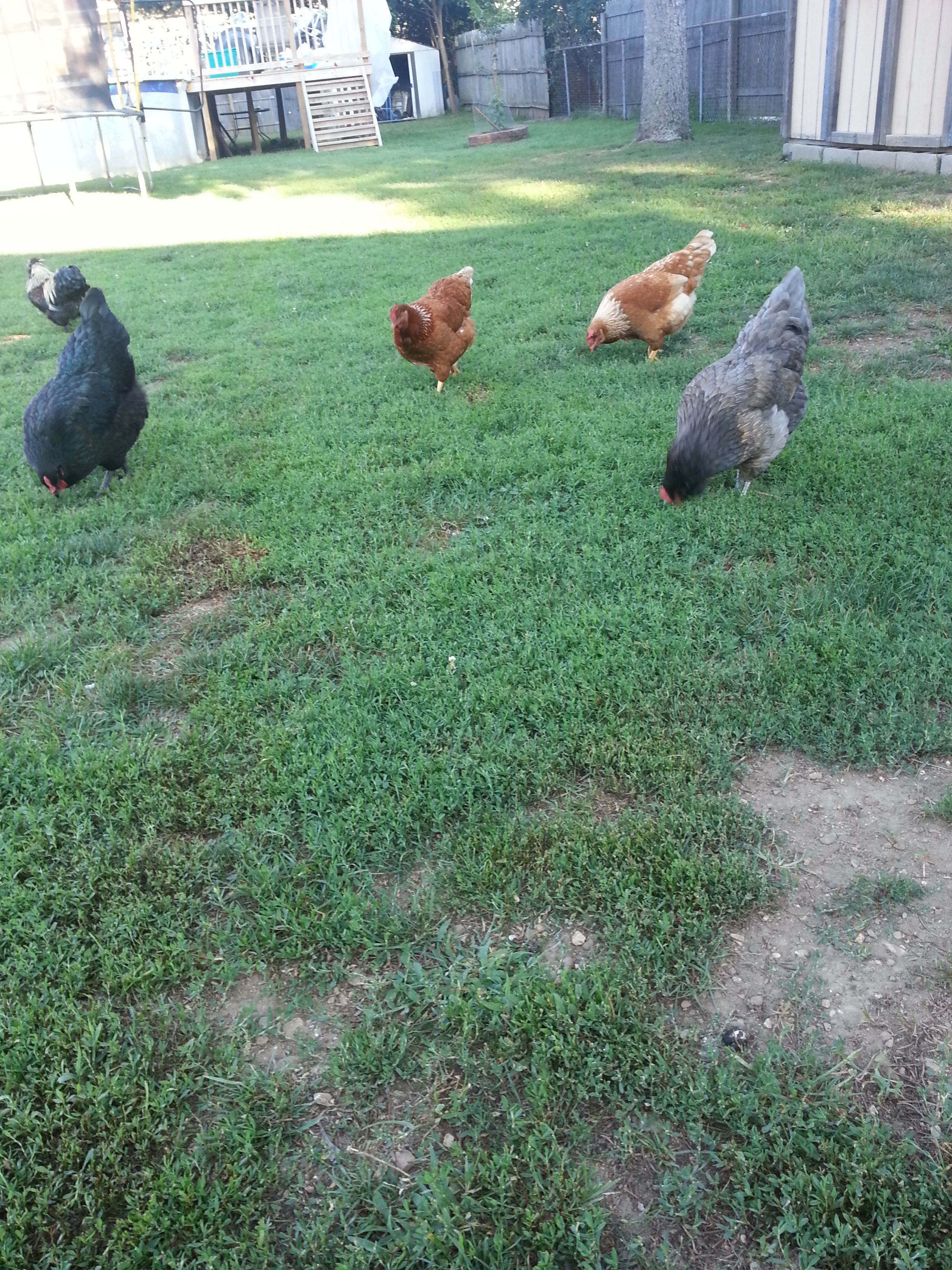 BackYard Chickens Learn How to Raise Chickens