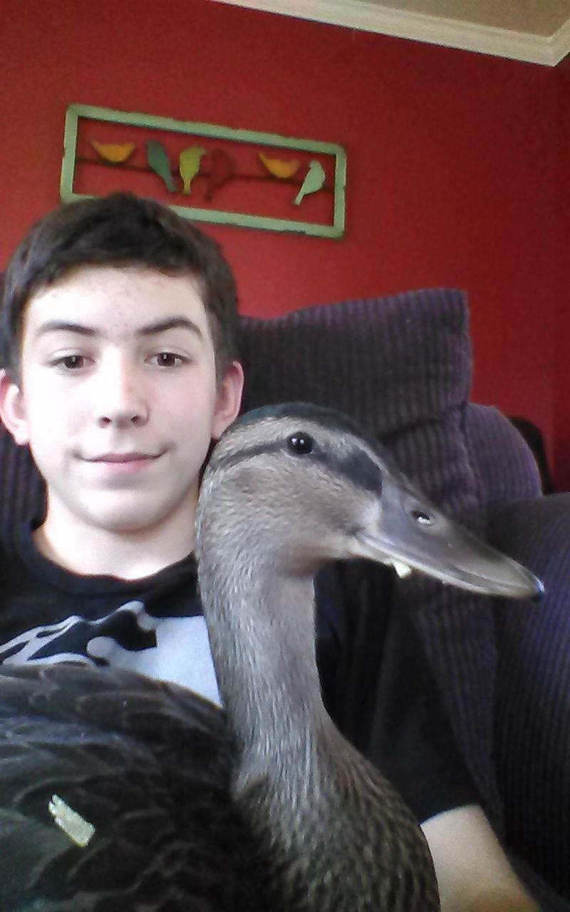 BackYard Chickens Learn How to Raise Chickens