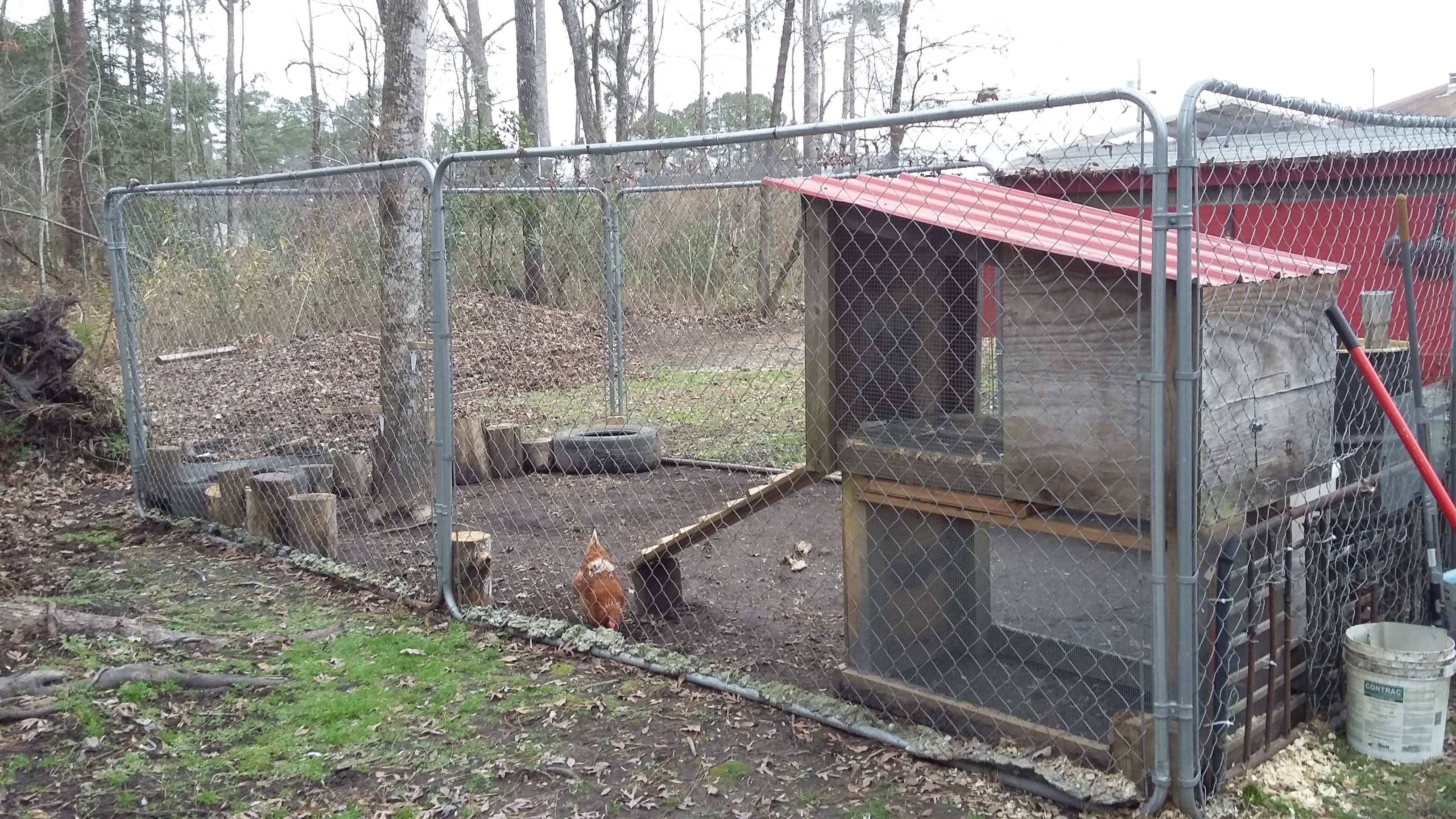 BackYard Chickens Learn How to Raise Chickens
