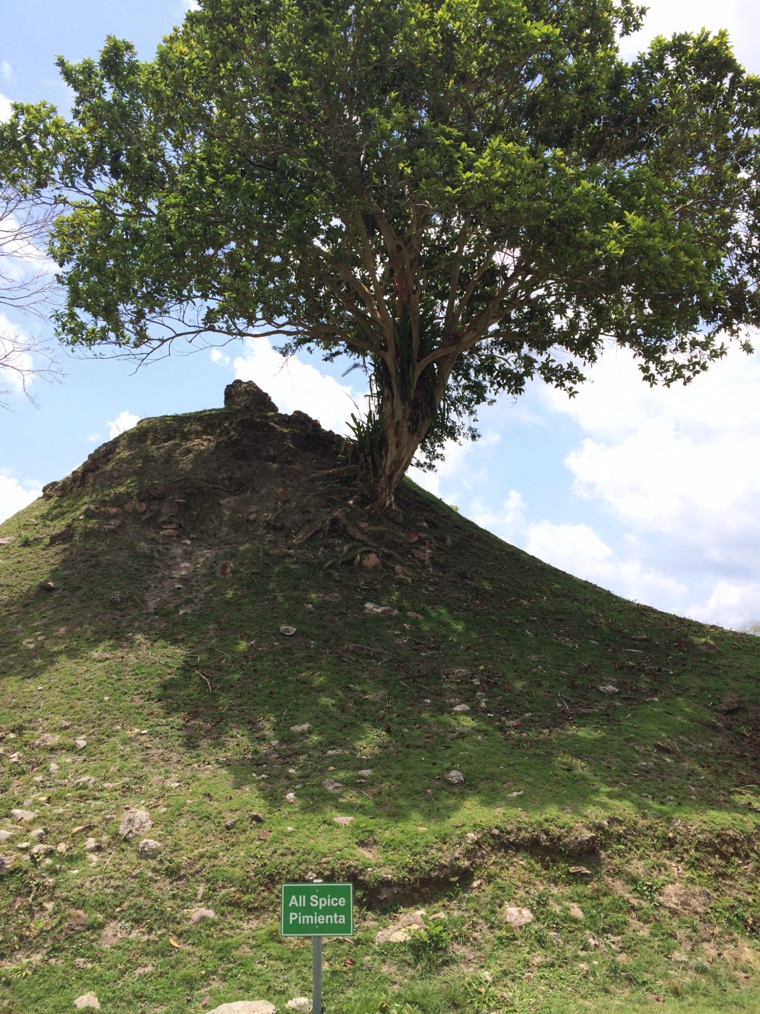 A tree covered in strangle fig. BackYard Chickens Learn How to