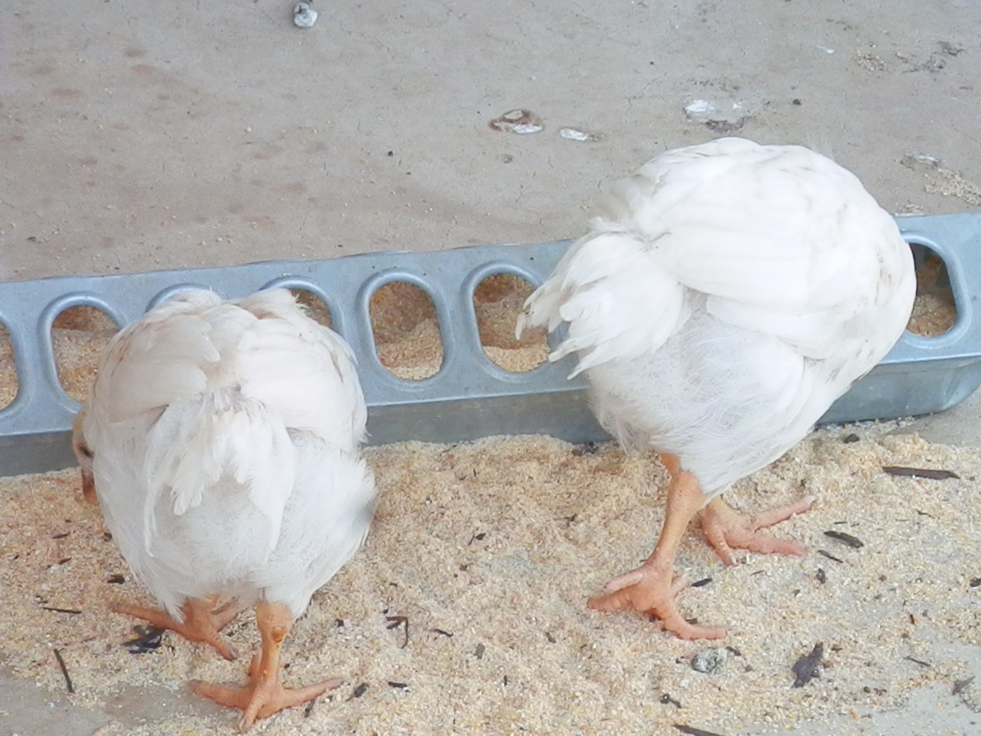 Assorted Heavy Breed Pullets? BackYard Chickens Learn How to Raise