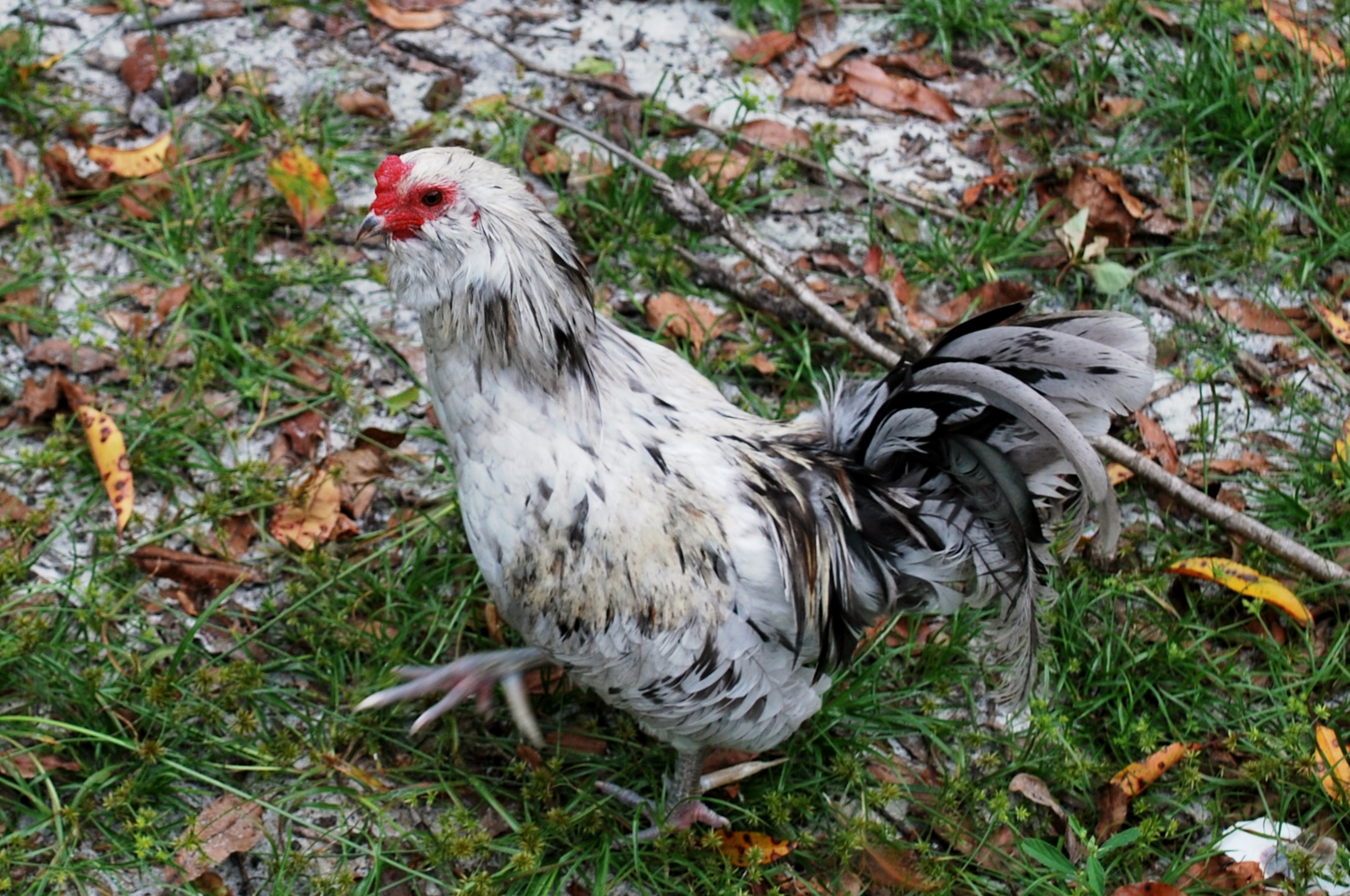 Bantam Easter Egger Roo BackYard Chickens Learn How to Raise Chickens