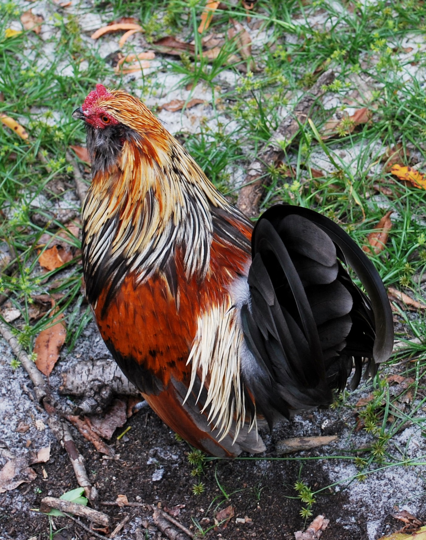 Bantam Easter Egger Roo BackYard Chickens Learn How to Raise Chickens