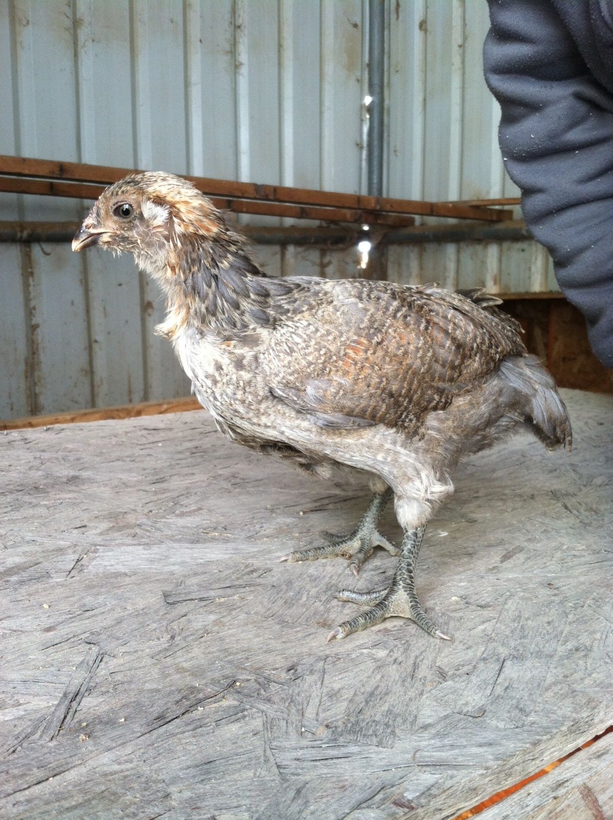 Big bird BackYard Chickens Learn How to Raise Chickens