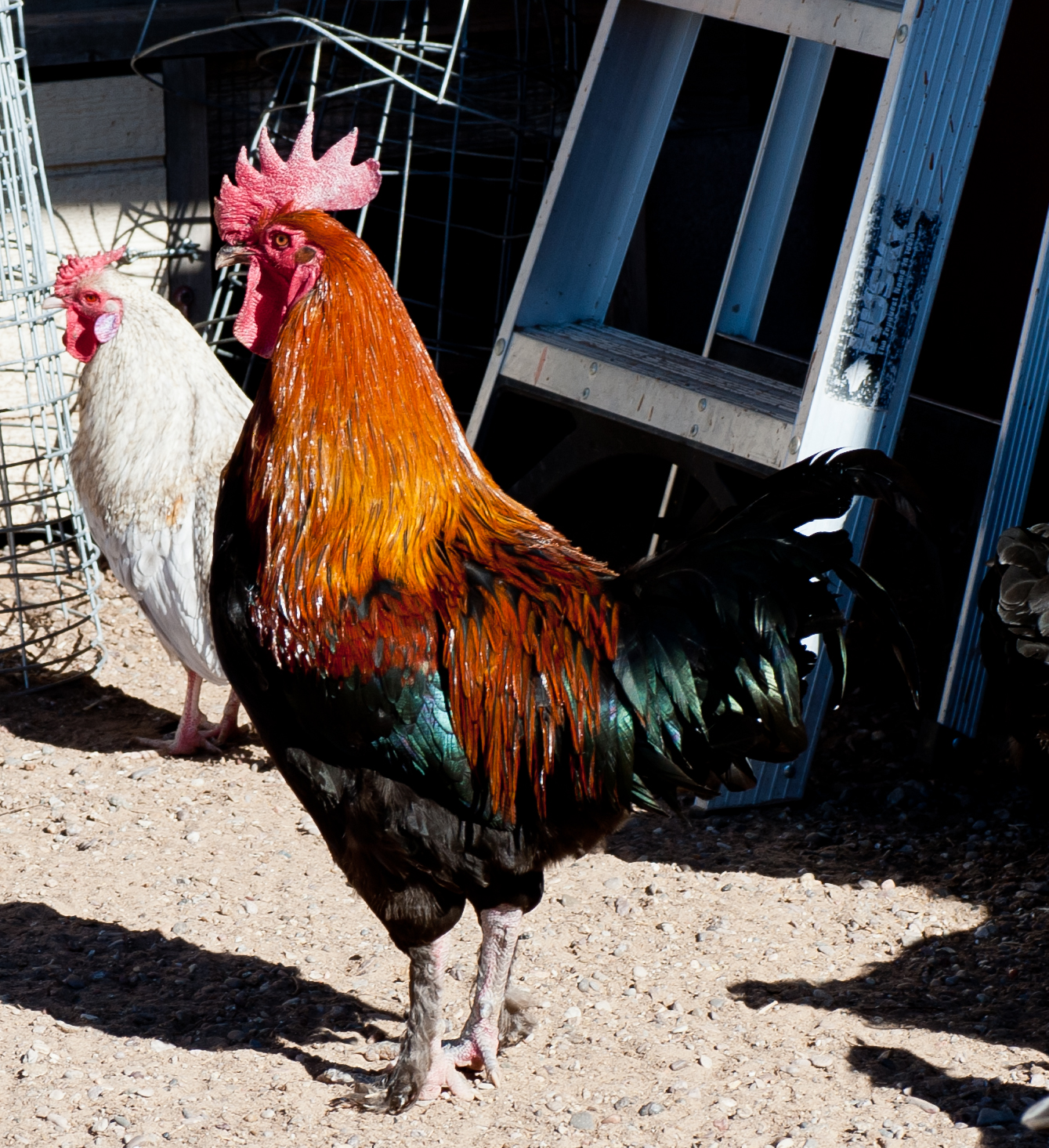 Black Copper BackYard Chickens Learn How to Raise Chickens