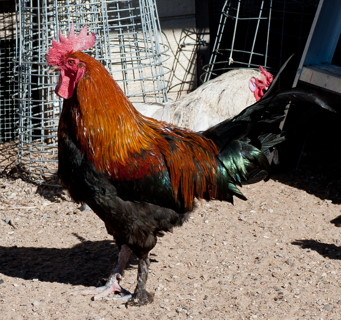 Black Copper BackYard Chickens Learn How to Raise Chickens
