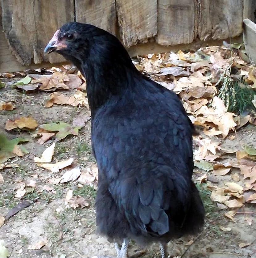 Black Easter Egger | BackYard Chickens - Learn How to Raise Chickens
