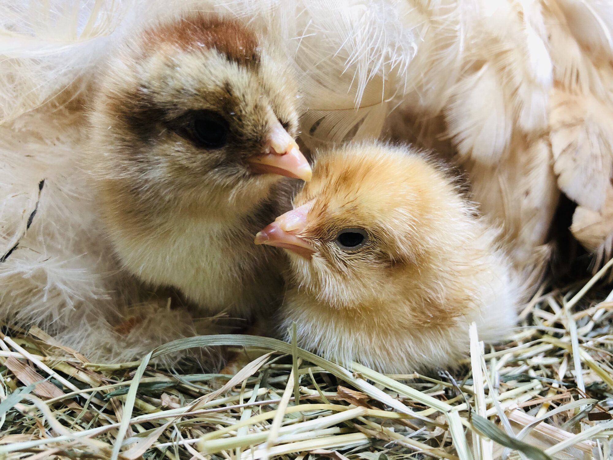 Brahma Chicks. BackYard Chickens Learn How to Raise Chickens