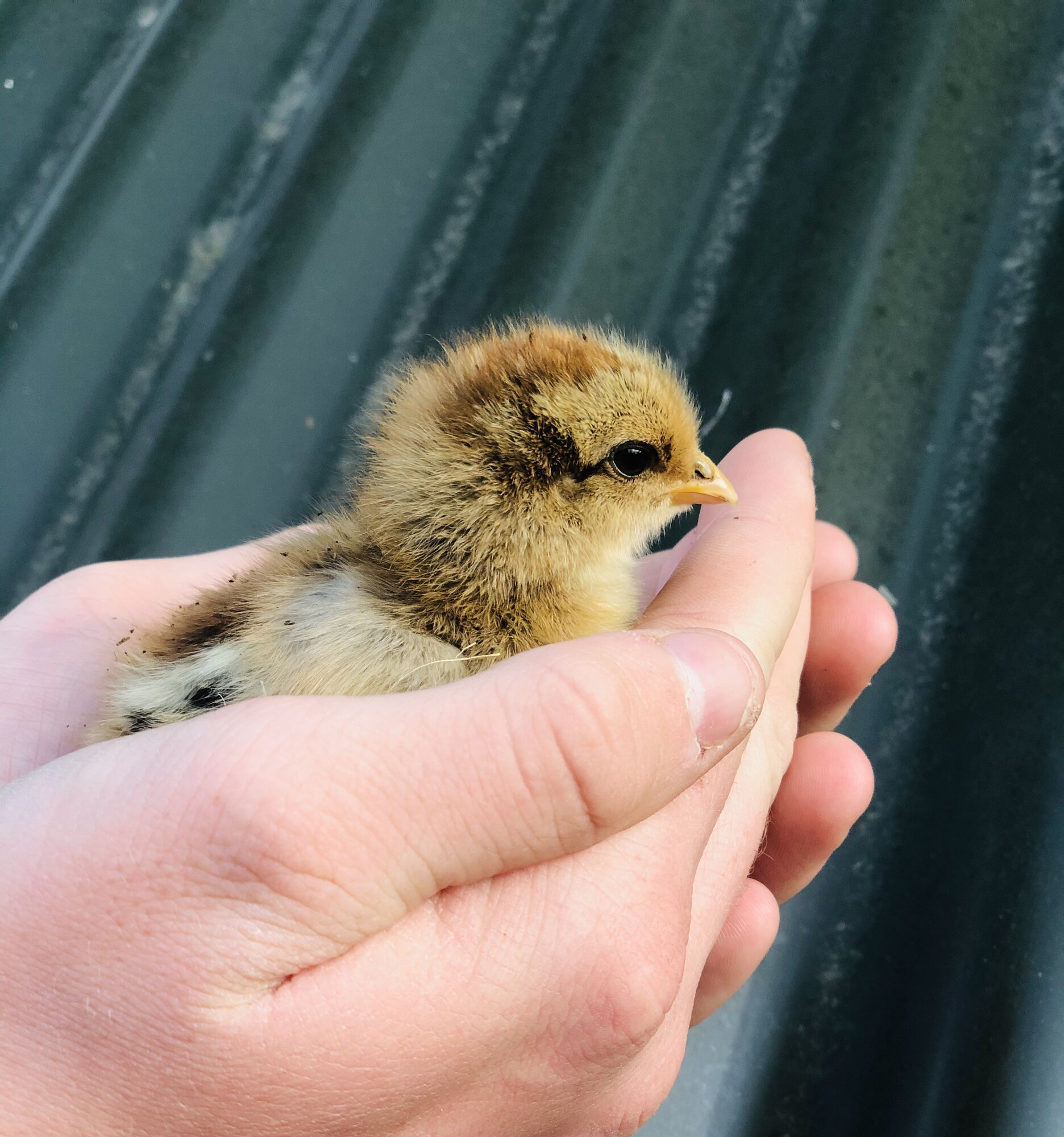 Brahma chicks BackYard Chickens Learn How to Raise Chickens
