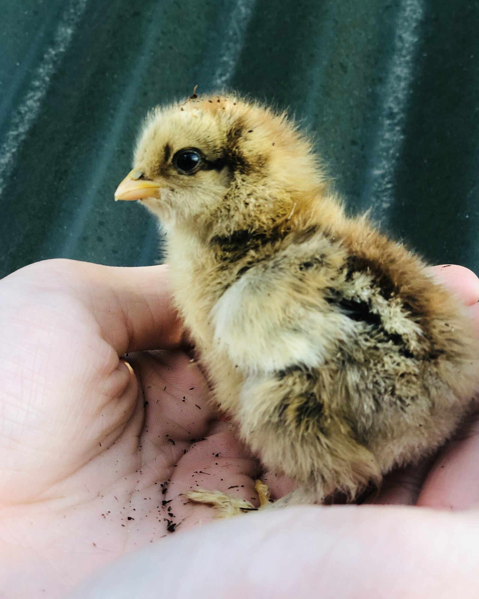 Brahma chicks BackYard Chickens Learn How to Raise Chickens