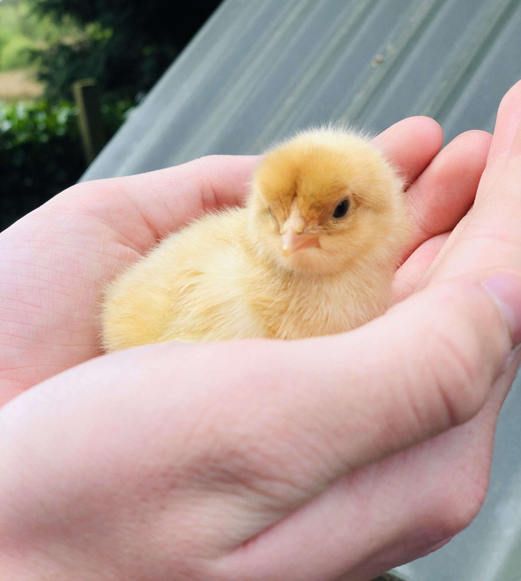 Brahma chicks BackYard Chickens Learn How to Raise Chickens