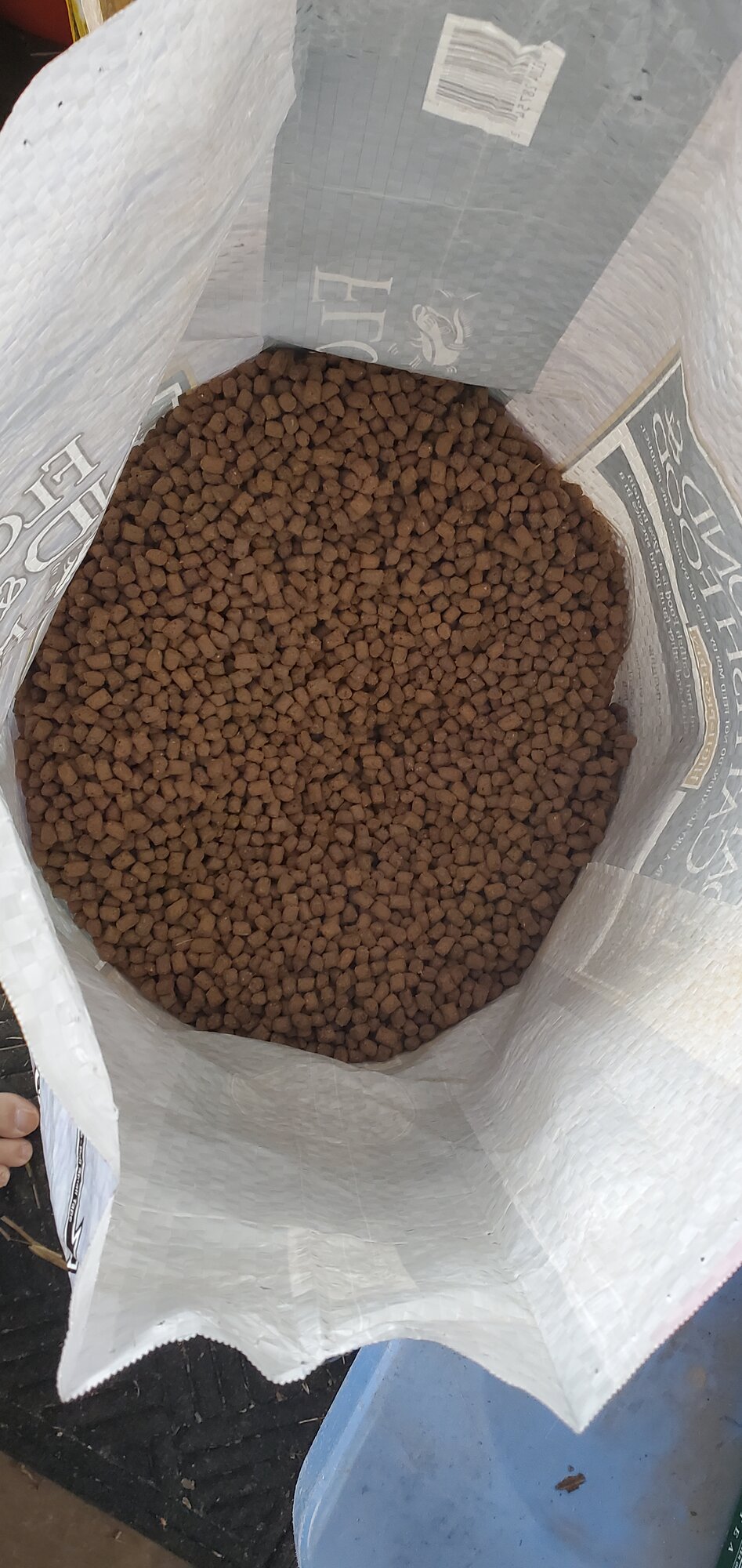 CatfishFeed 2 BackYard Chickens Learn How to Raise Chickens