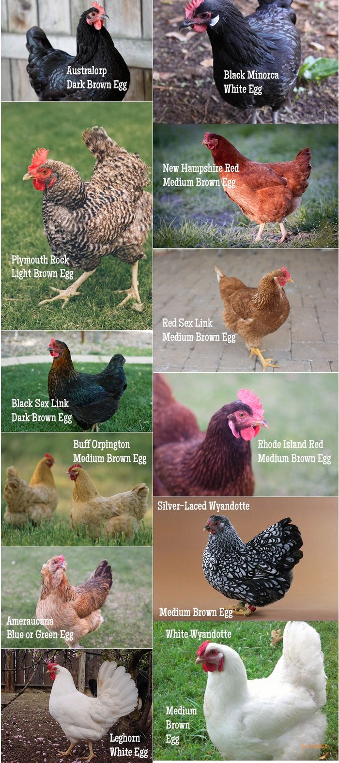 Chicken Breed Chart | BackYard Chickens - Learn How to Raise Chickens