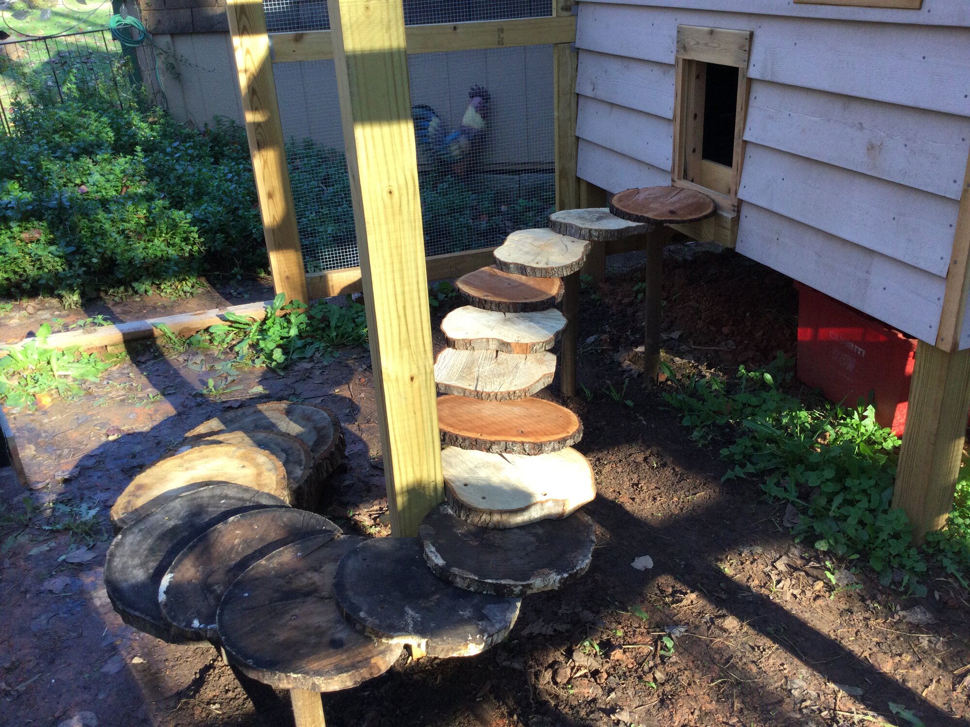 Chickens staircase BackYard Chickens Learn How to Raise Chickens