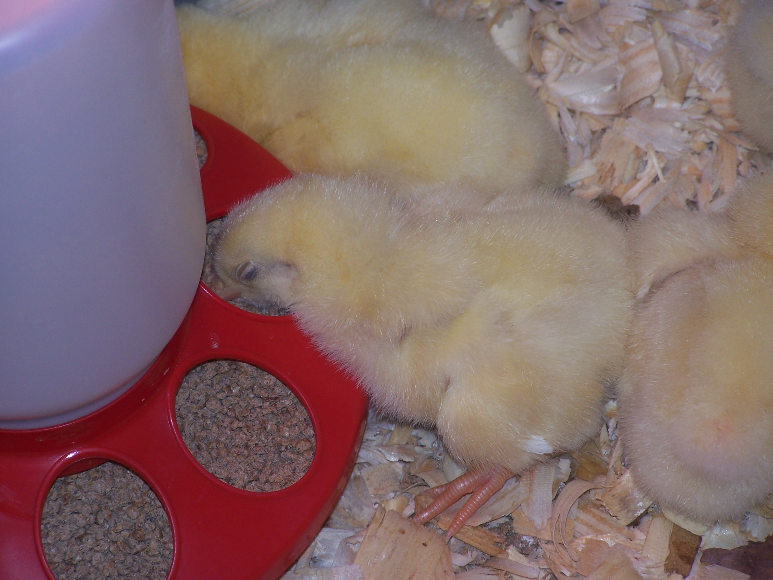 Cornish Rock chicks BackYard Chickens Learn How to Raise Chickens