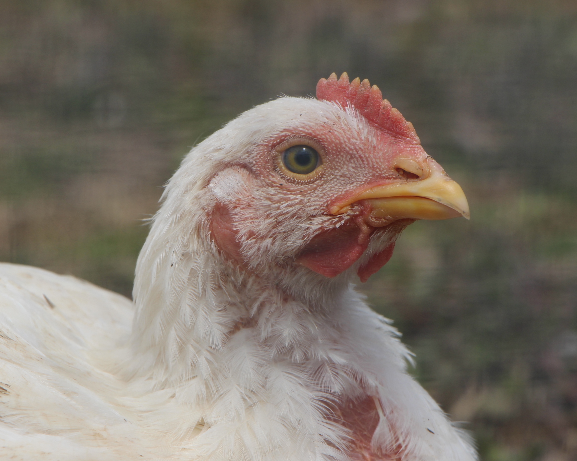 Cornish Rock Rooster BackYard Chickens Learn How to Raise Chickens