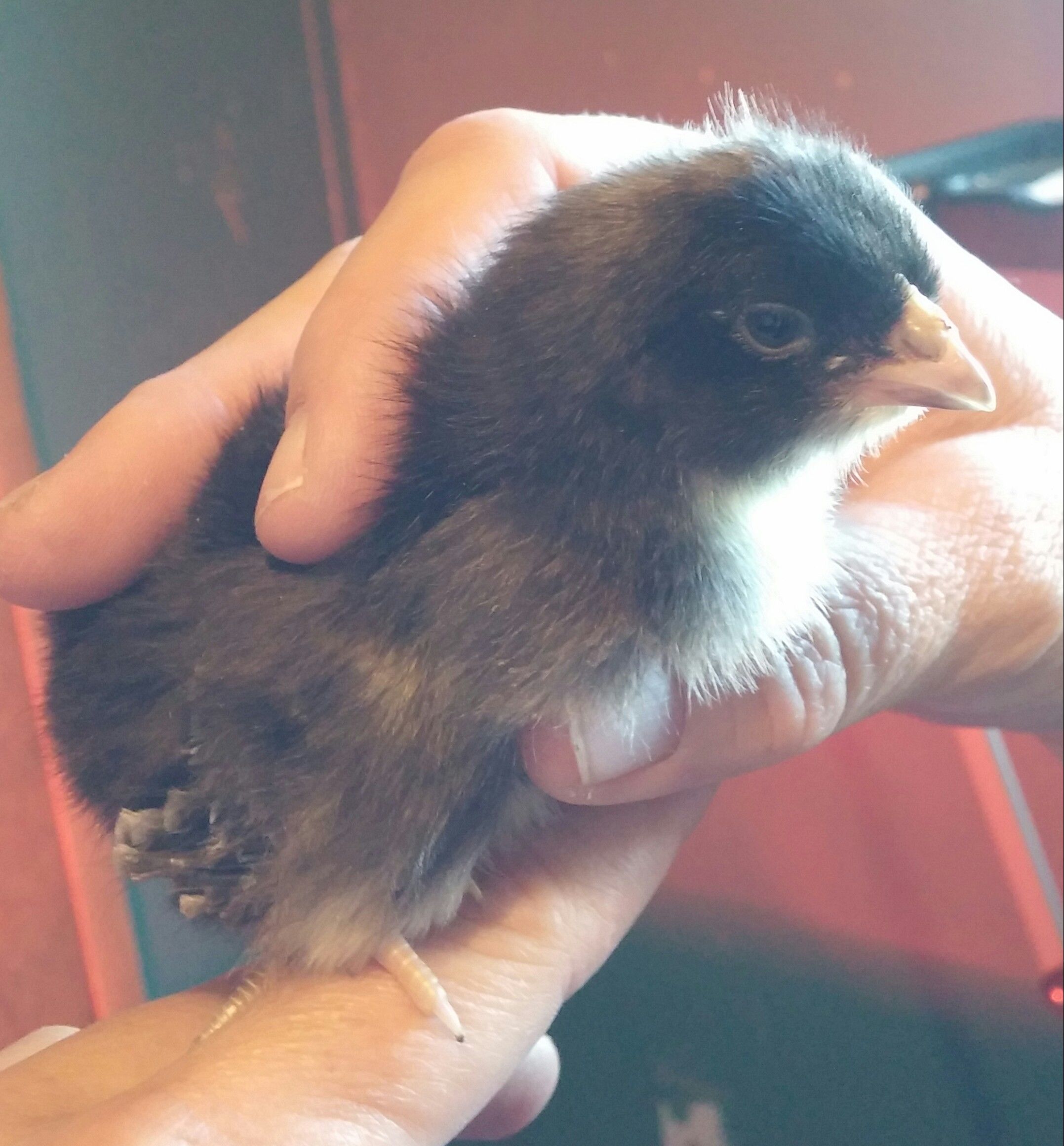 Cuckoo Marans BackYard Chickens Learn How to Raise Chickens