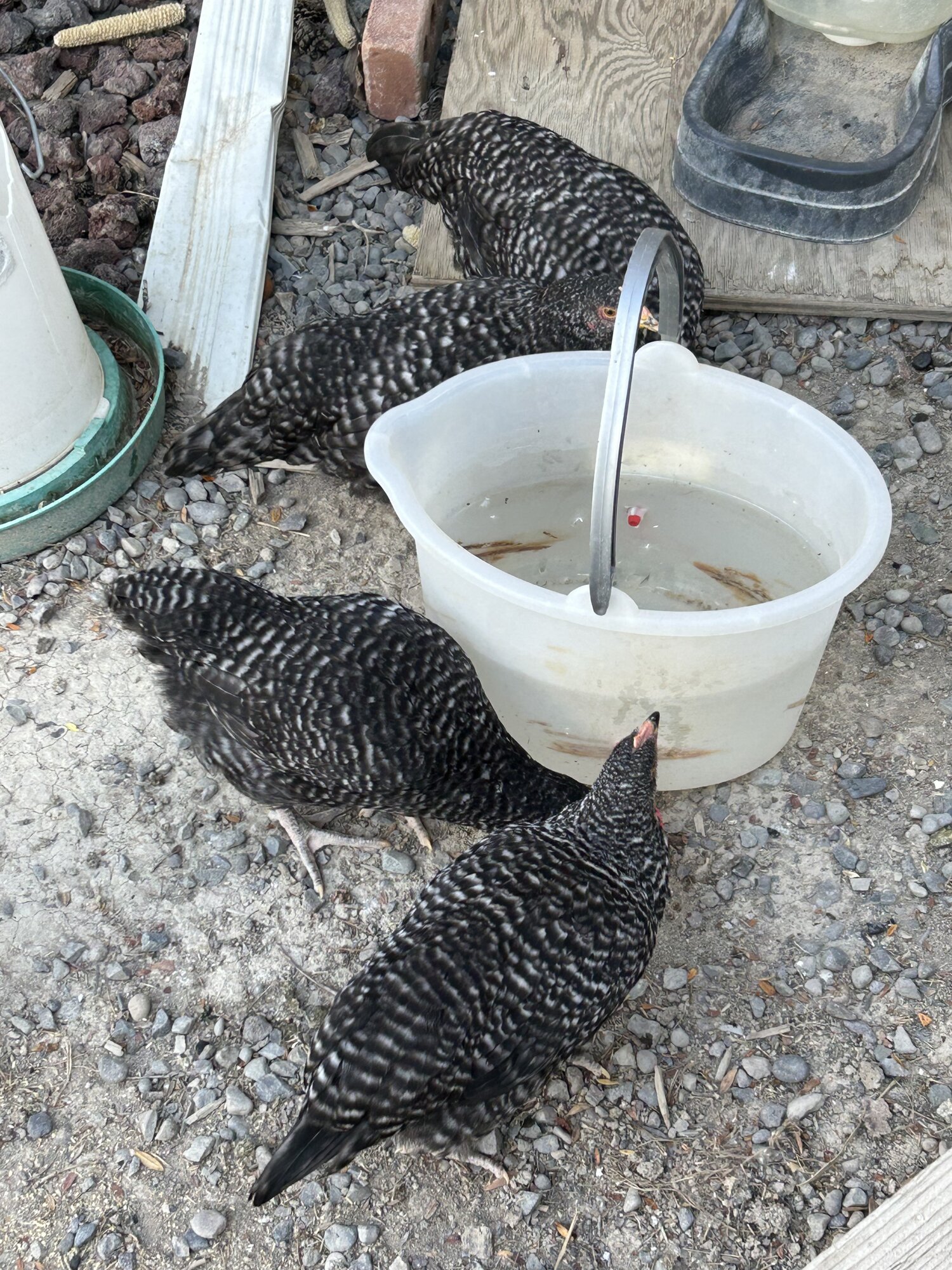 Cuckoo Marans BackYard Chickens Learn How to Raise Chickens
