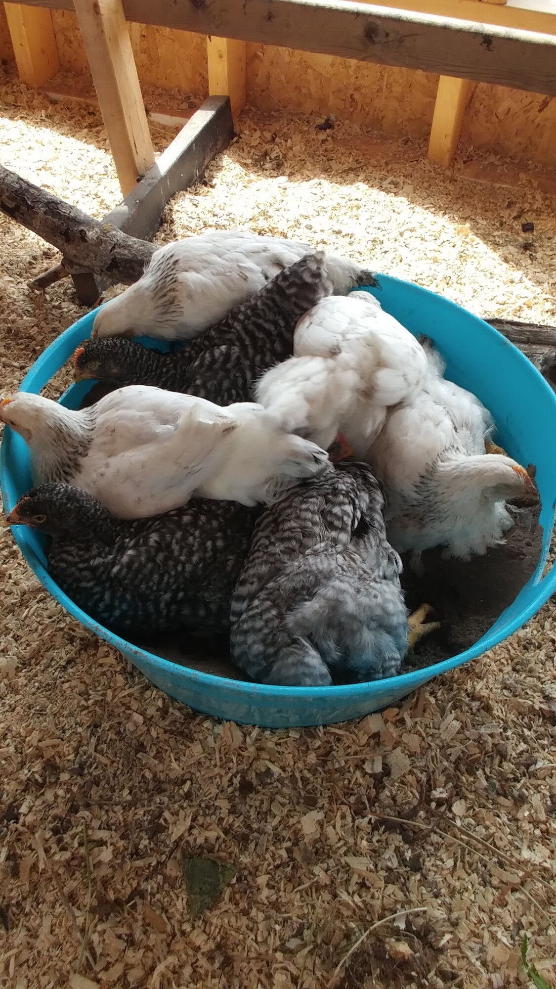 Dust Bath BackYard Chickens Learn How to Raise Chickens