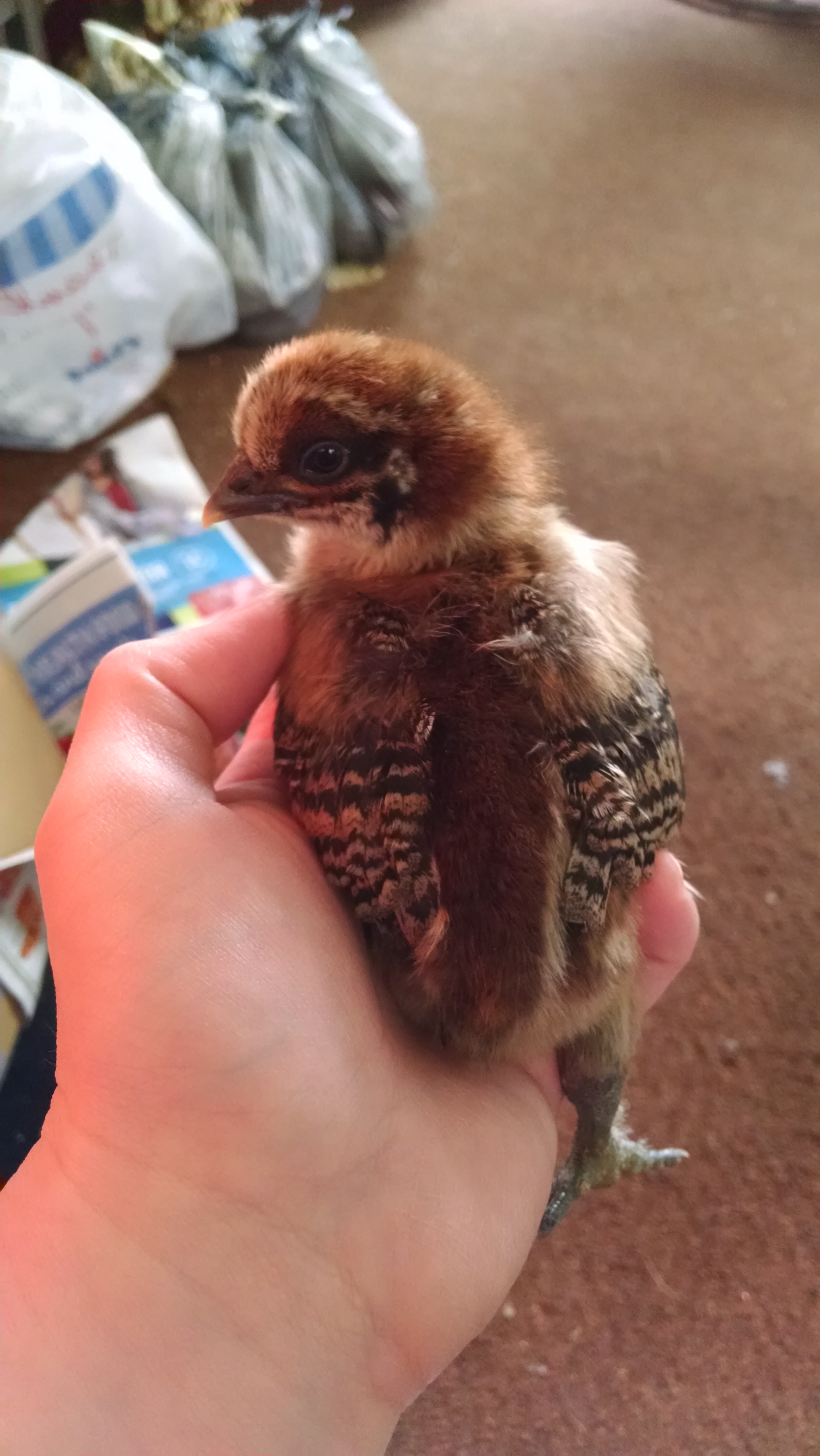 easter egger mixed with silkie BackYard Chickens Learn How to Raise Chickens