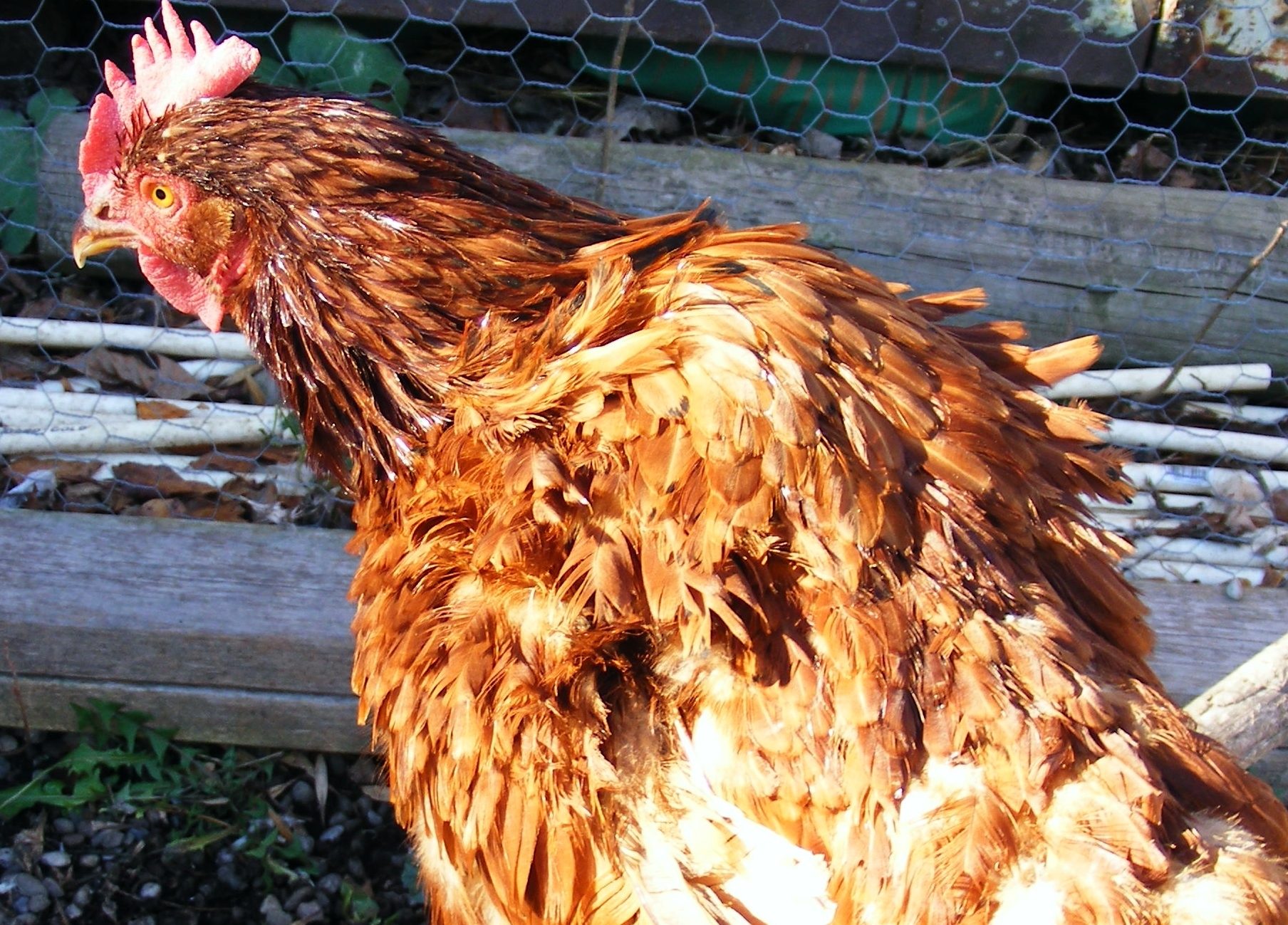 feather problem BackYard Chickens Learn How to Raise Chickens
