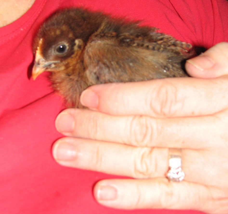 Flapper BackYard Chickens Learn How to Raise Chickens