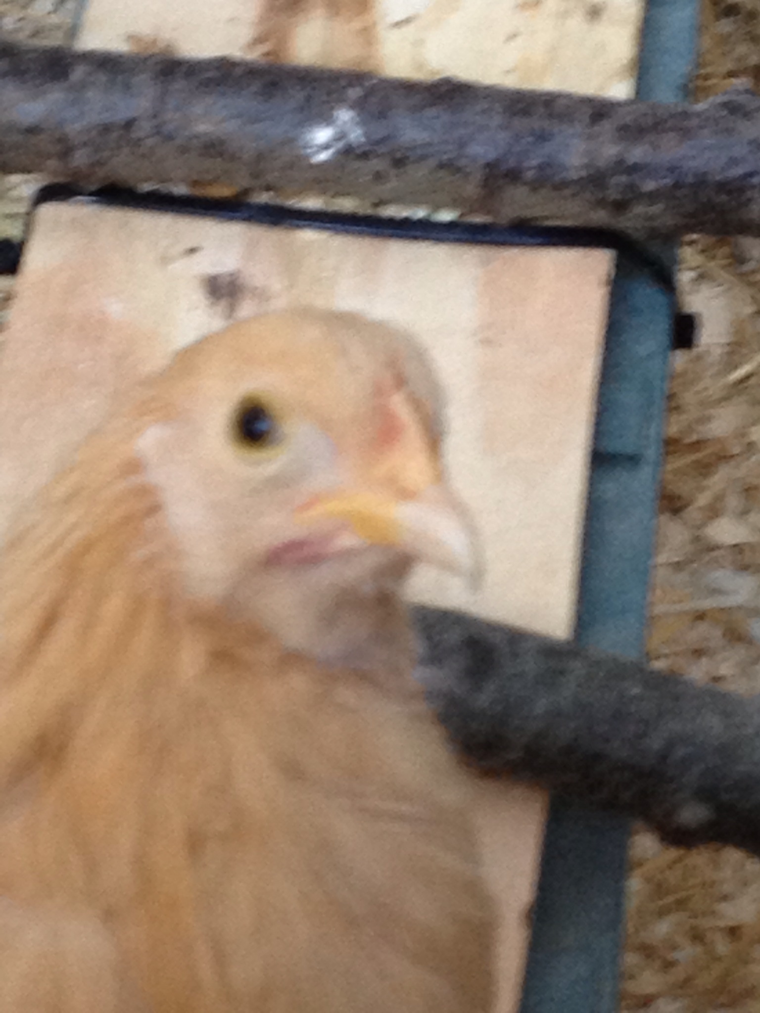 Ginger BackYard Chickens Learn How to Raise Chickens