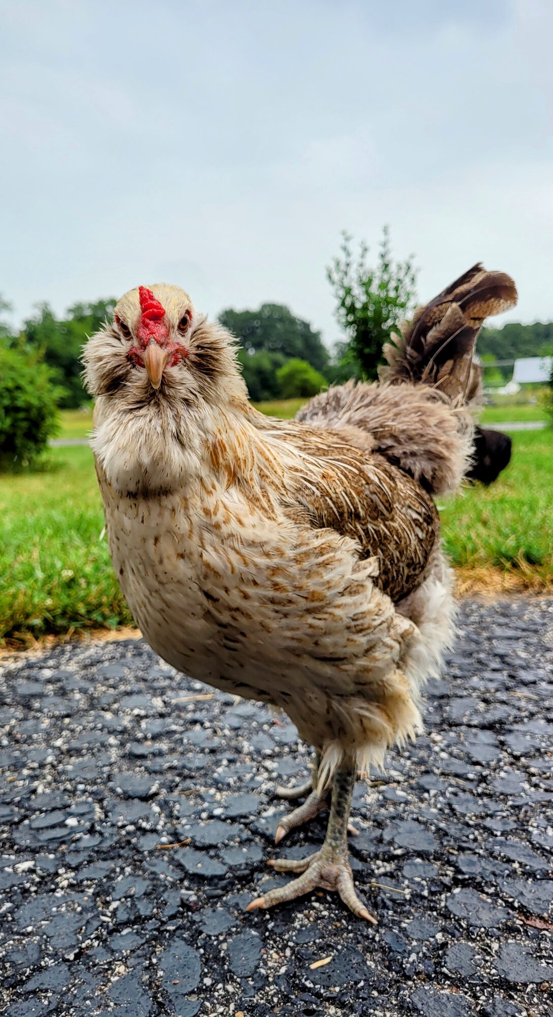 Glory BackYard Chickens Learn How to Raise Chickens
